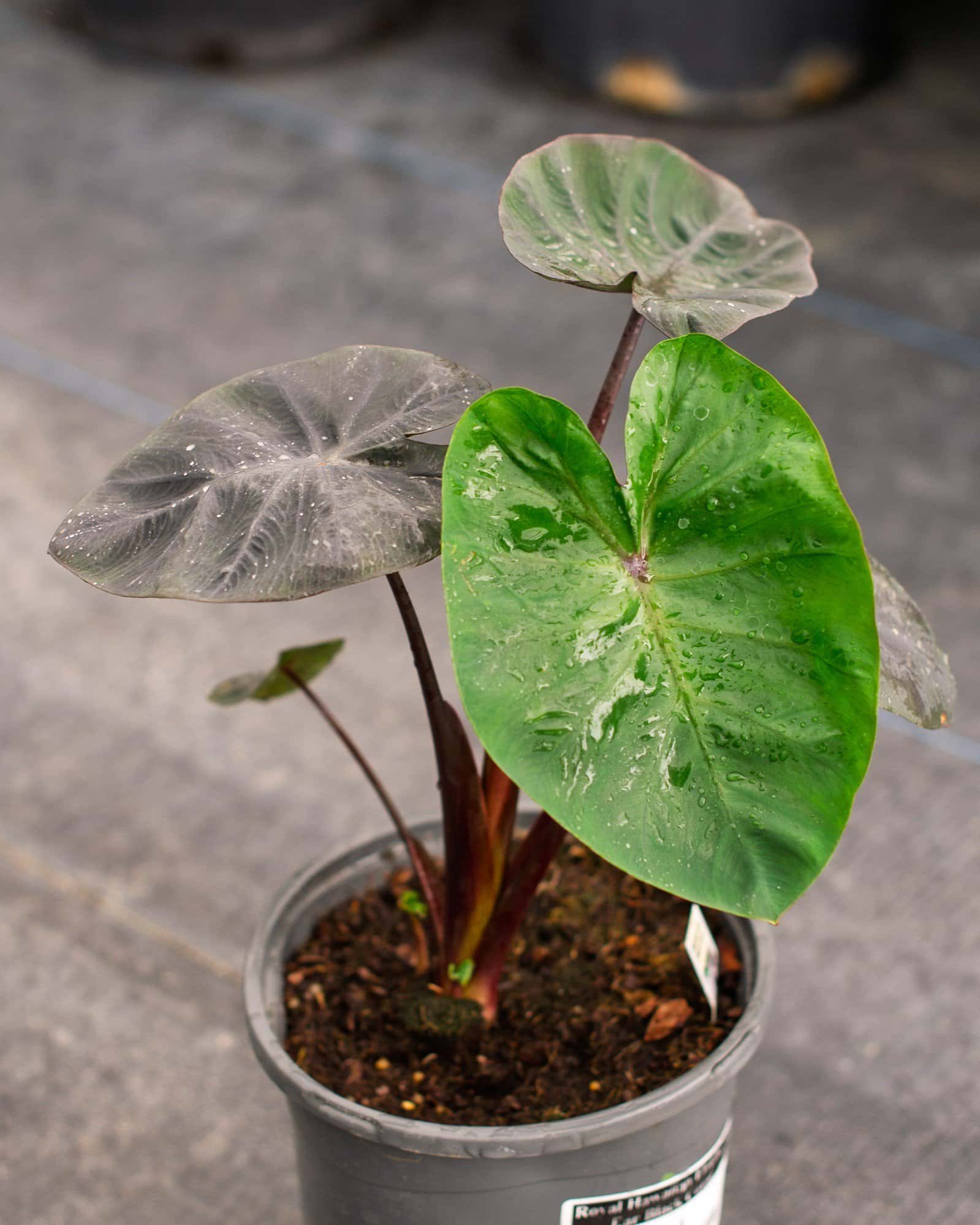 Royal Hawaiian Elephant Ear Black Coral - Main Image