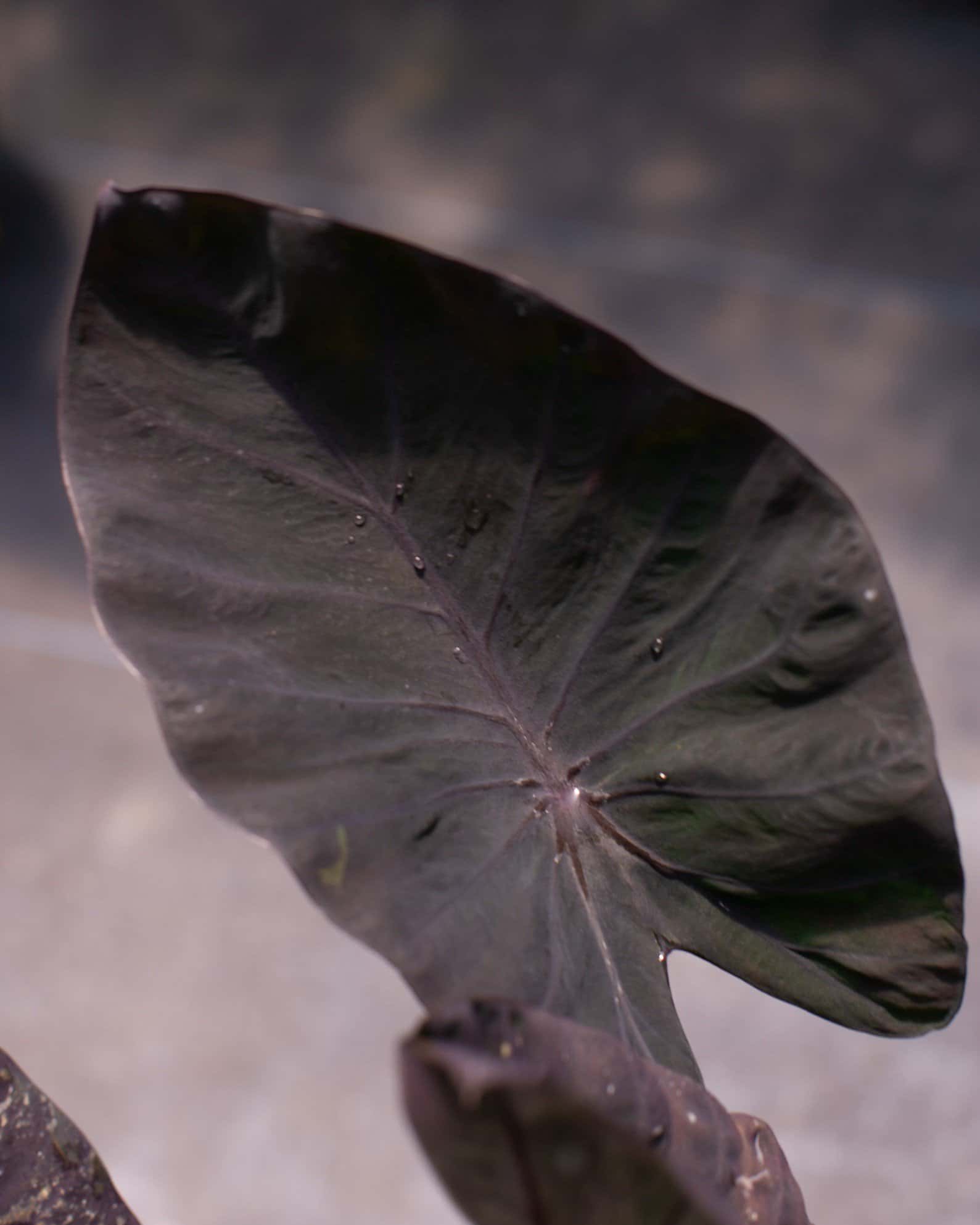 Royal Hawaiian Elephant Ear Black Coral - Image 2