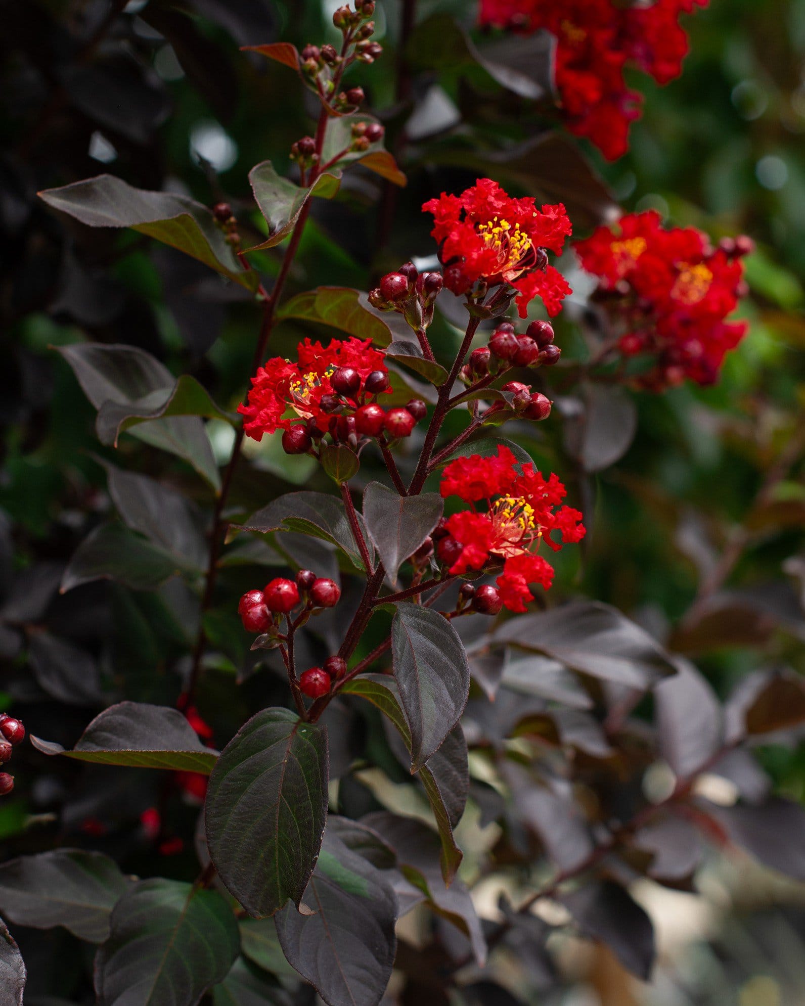 Ruby Crape Myrtle - view 2