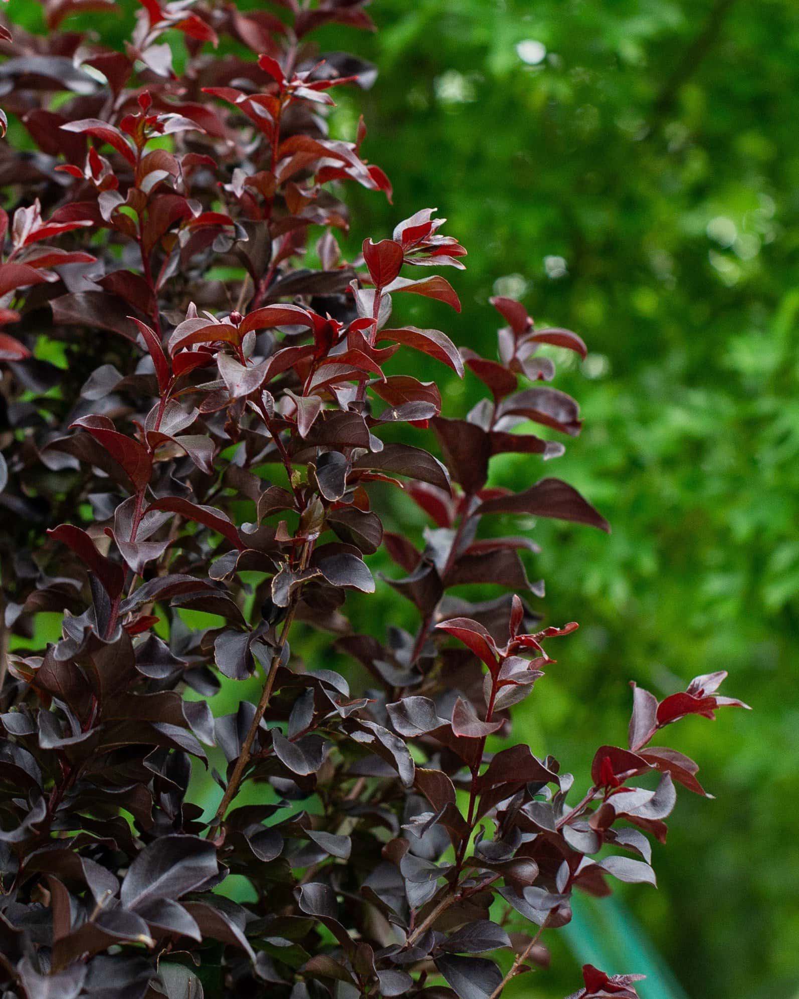 Ruby Crape Myrtle - Image 1