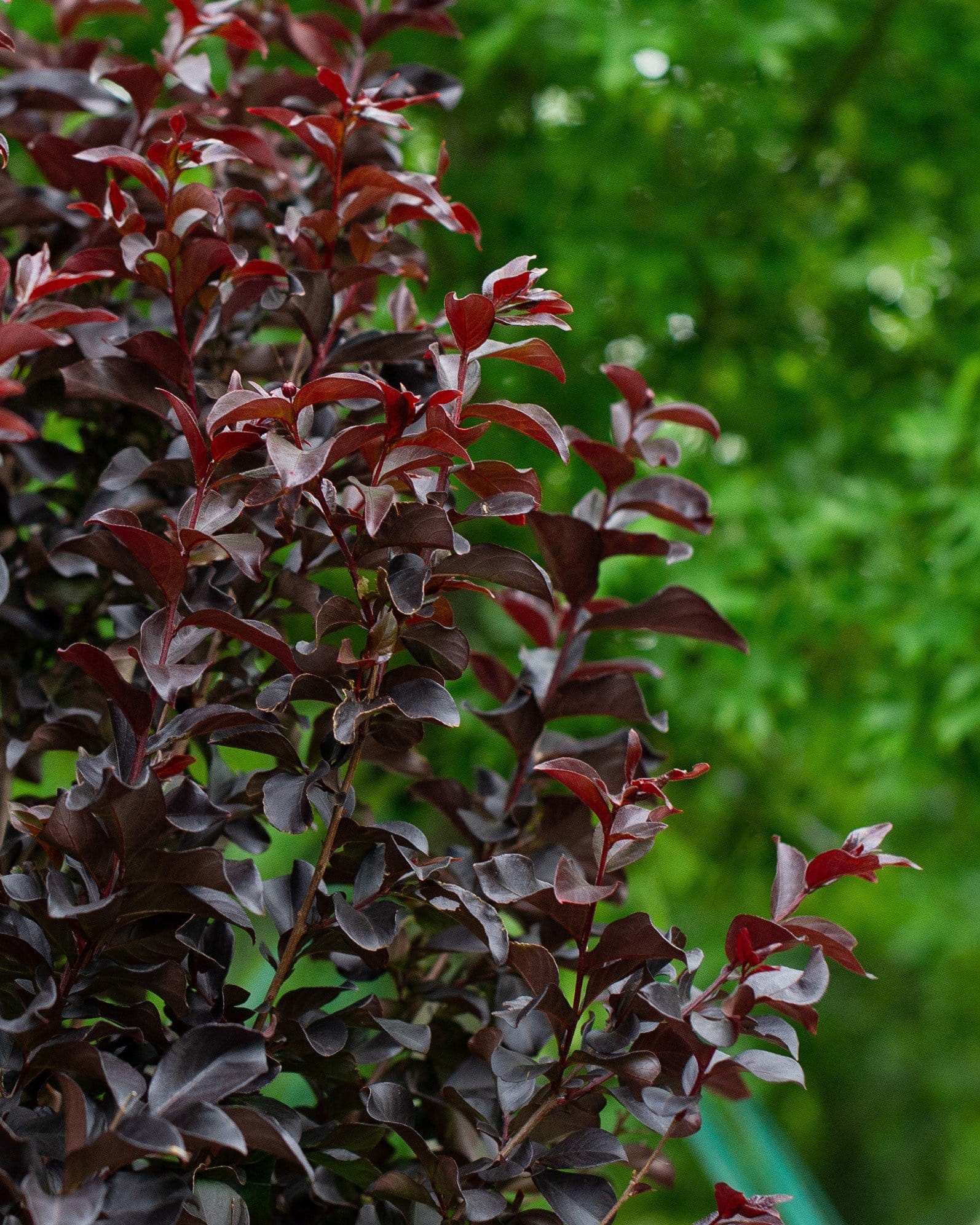 Ruby Crape Myrtle - view 3