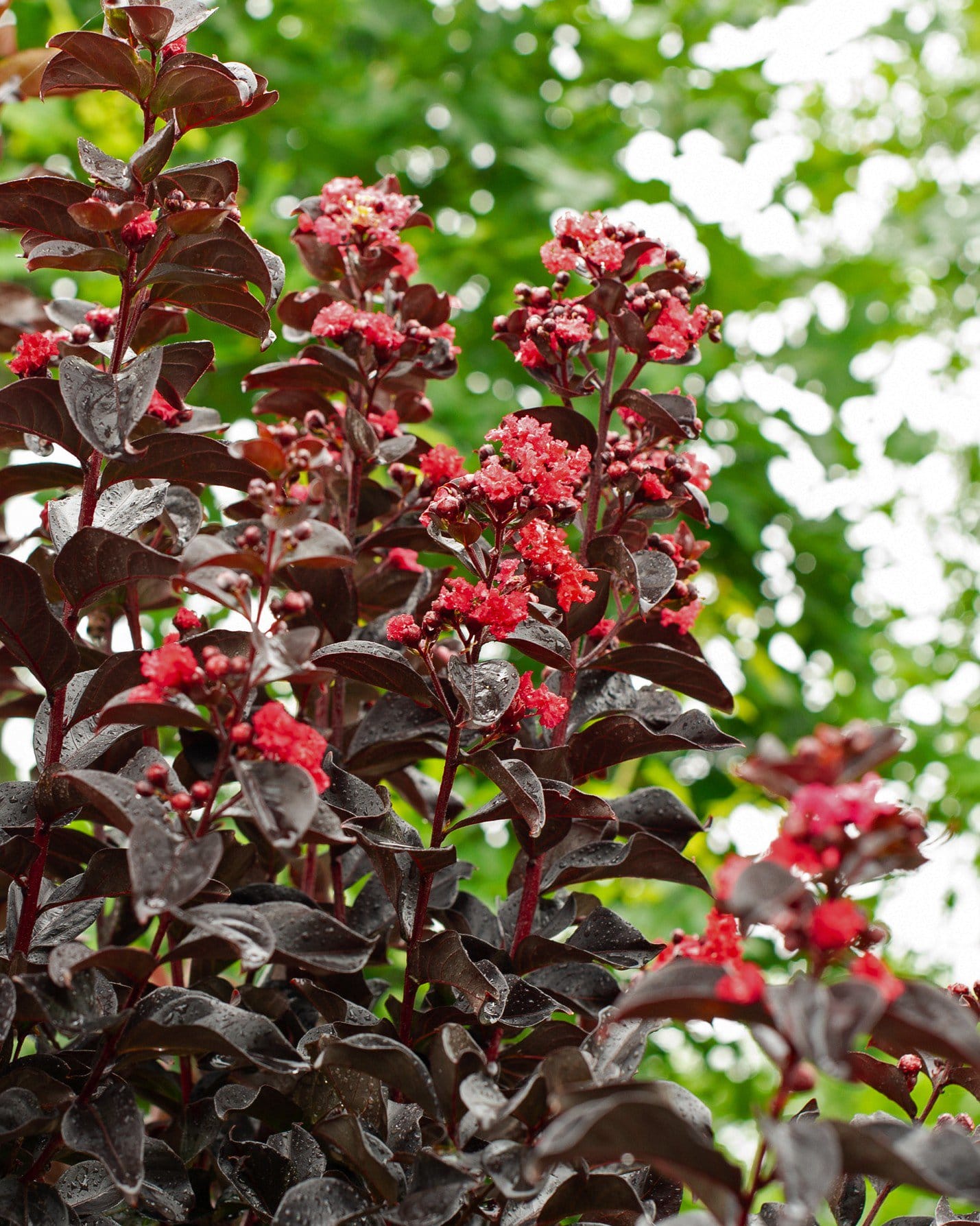 Ruby Crape Myrtle - view 4