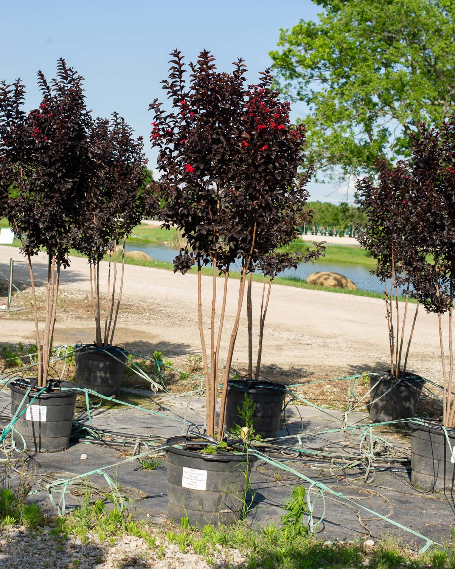 Ruby Crape Myrtle - Image 3