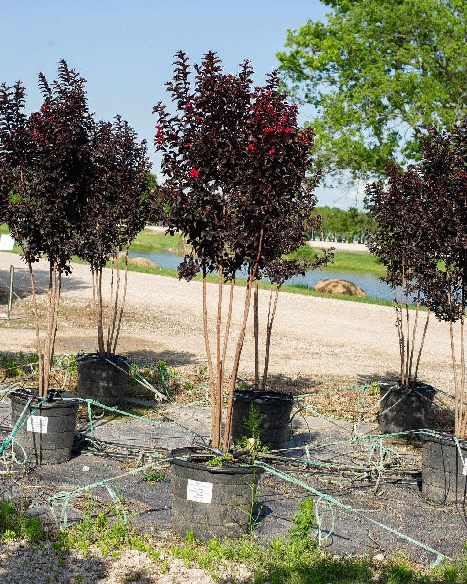 Ruby Crape Myrtle - view 5