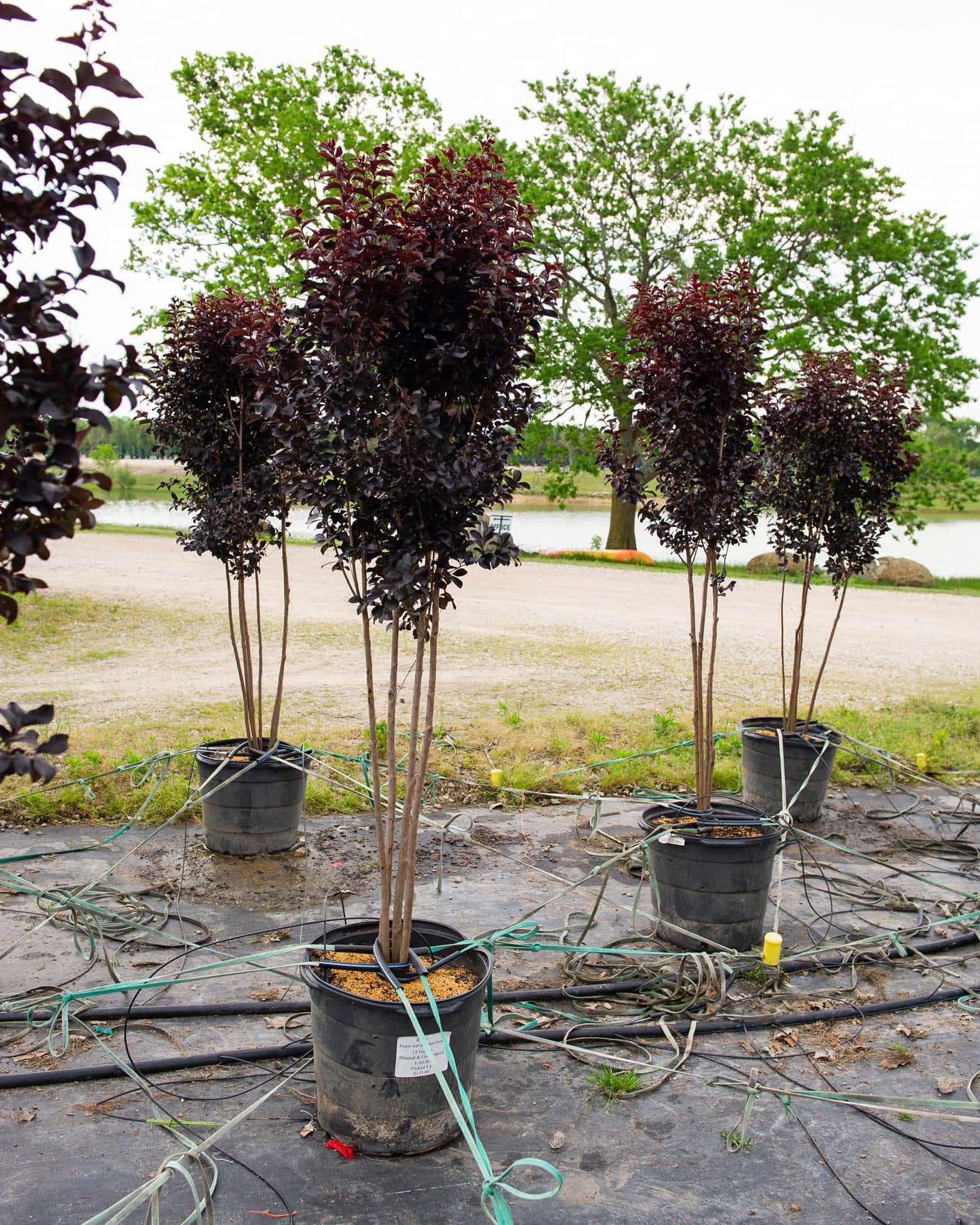 Ruby Crape Myrtle - Image 4