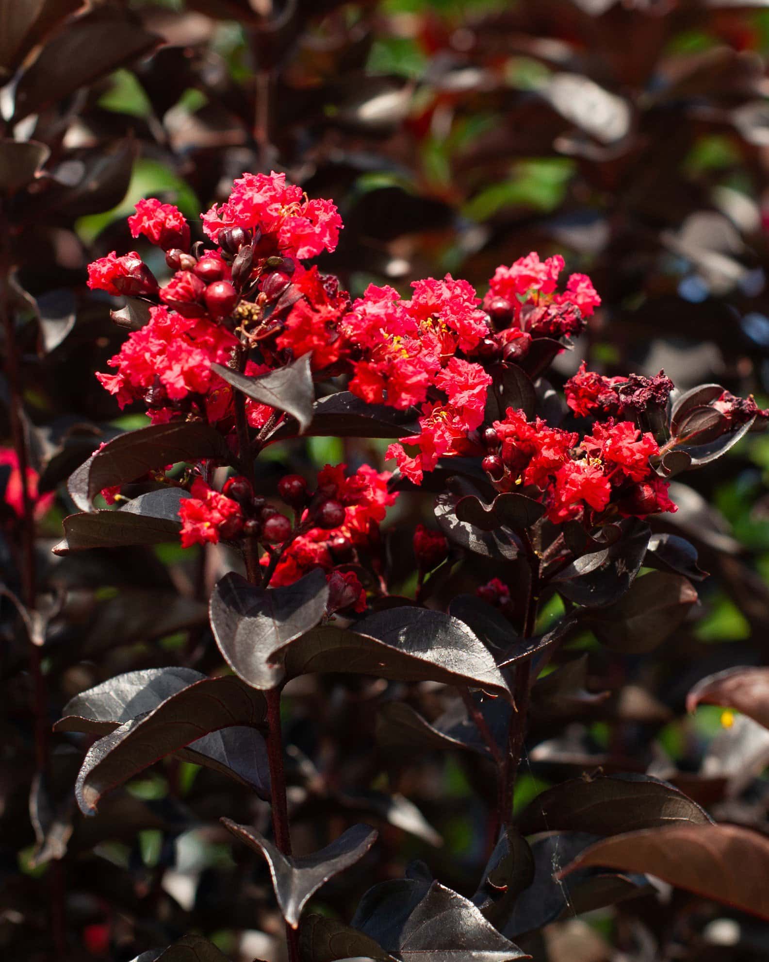 Ruby Crape Myrtle - Image 5