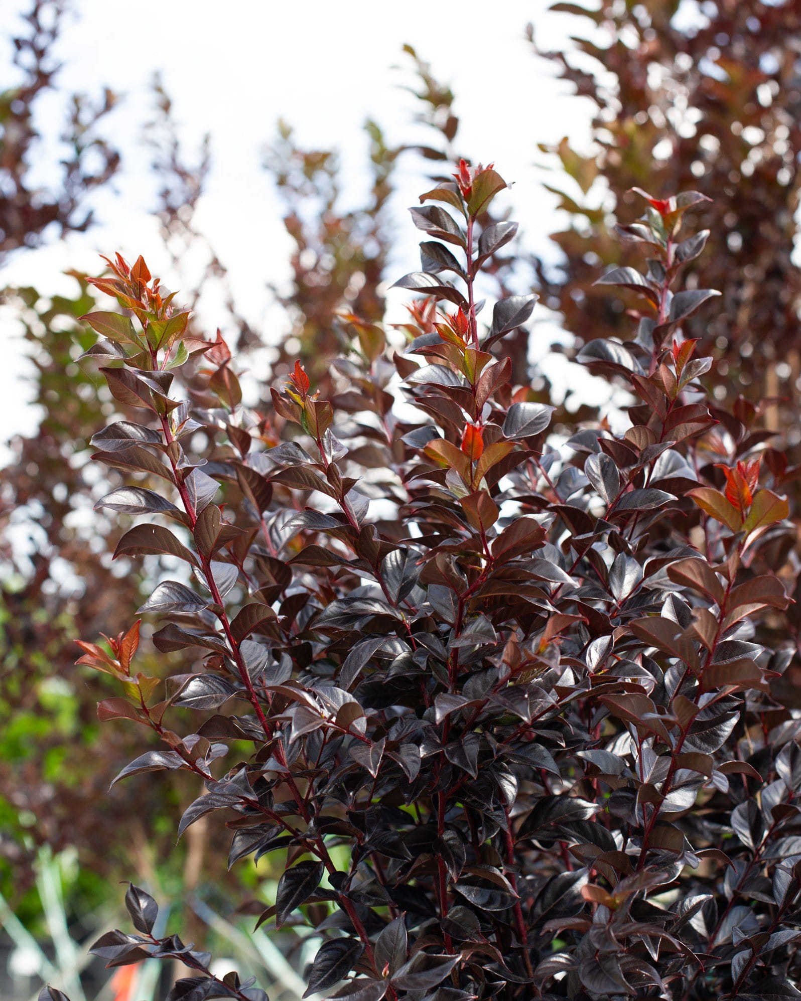 White Flash Crape Myrtle - view 2