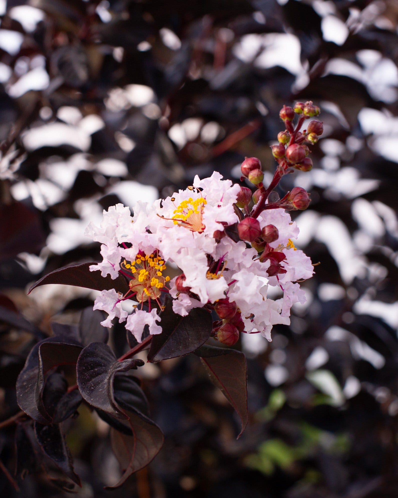 White Flash Crape Myrtle - view 3