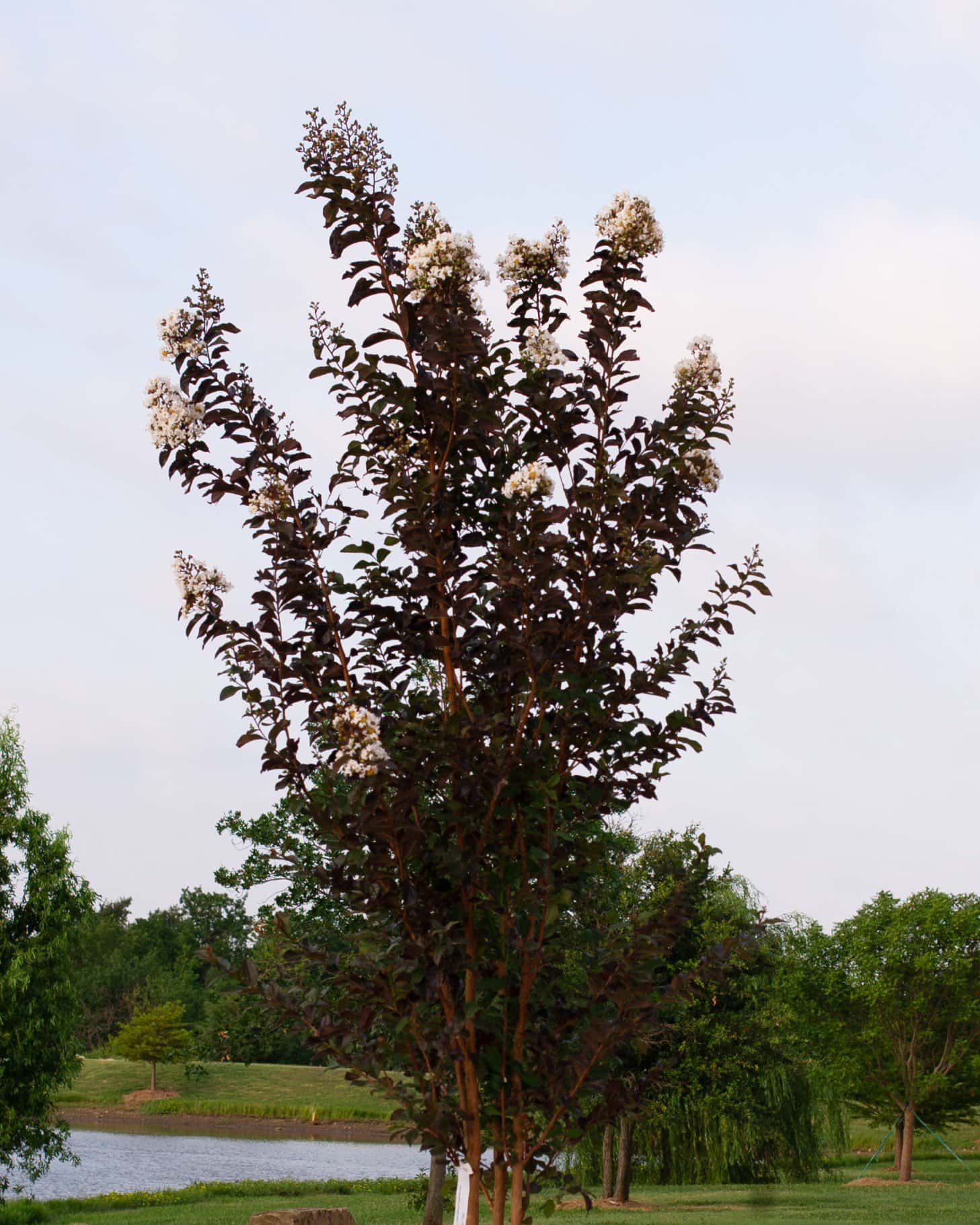 White Lightning Crape Myrtle - Image 1