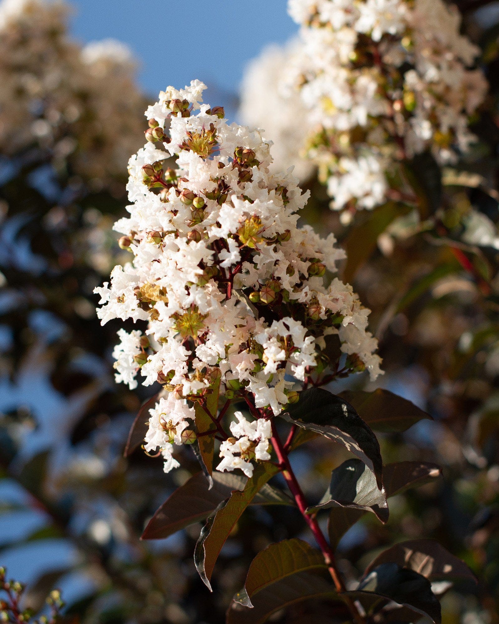 White Lightning Crape Myrtle - view 3
