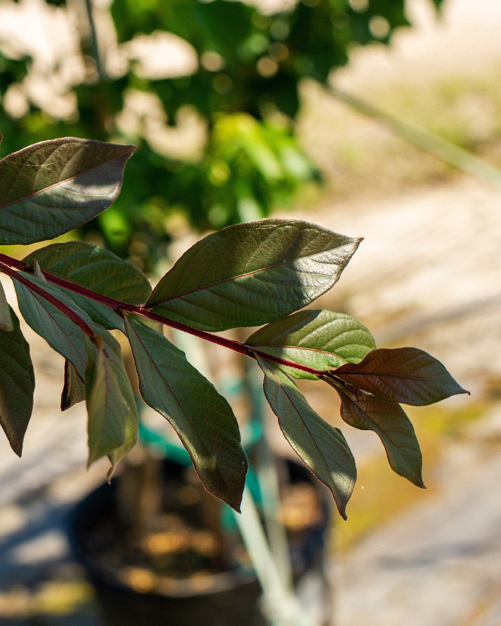 White Lightning Crape Myrtle - view 4