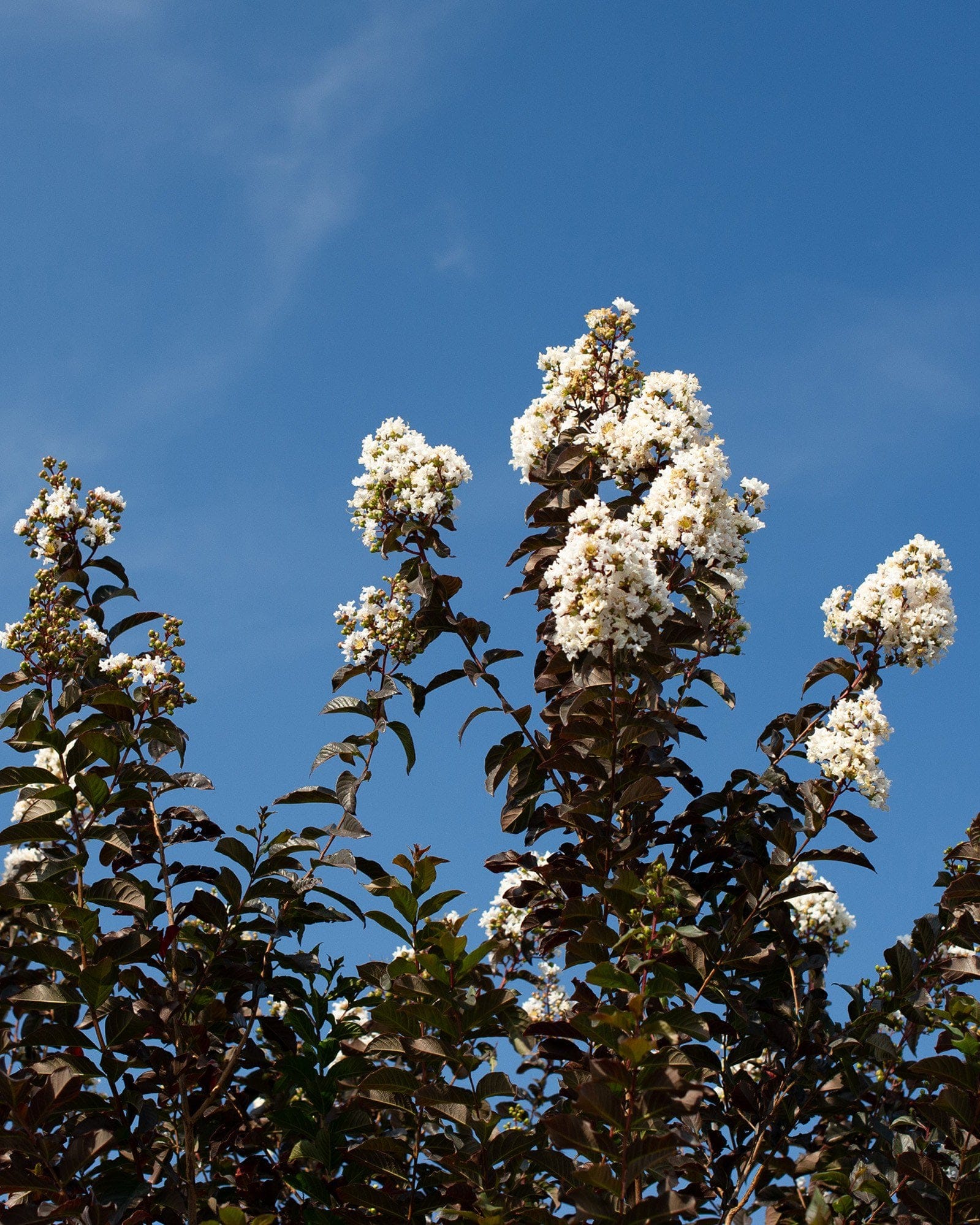 White Lightning Crape Myrtle - view 5