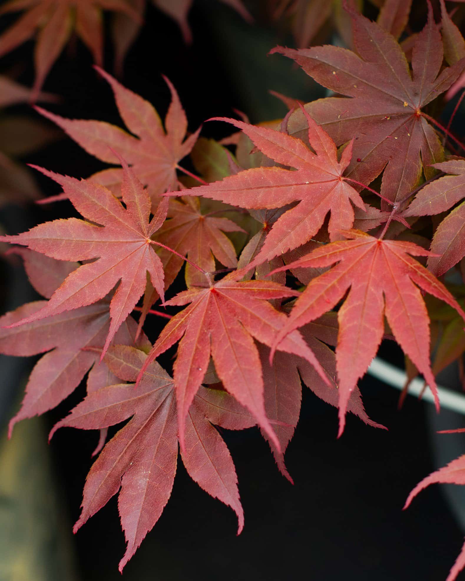 Bloodgood Japanese Maple - Main Image