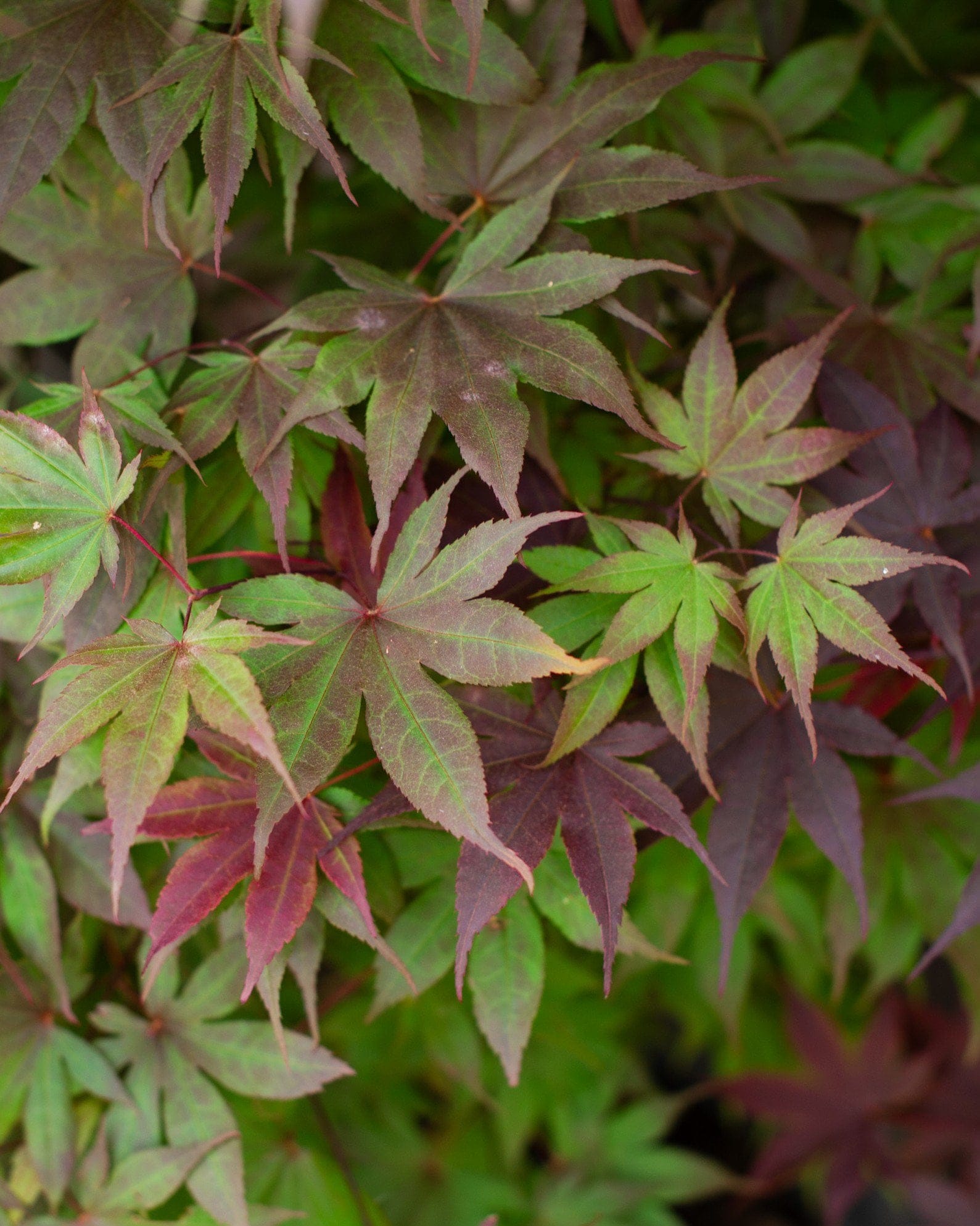 Bloodgood Japanese Maple - view 2