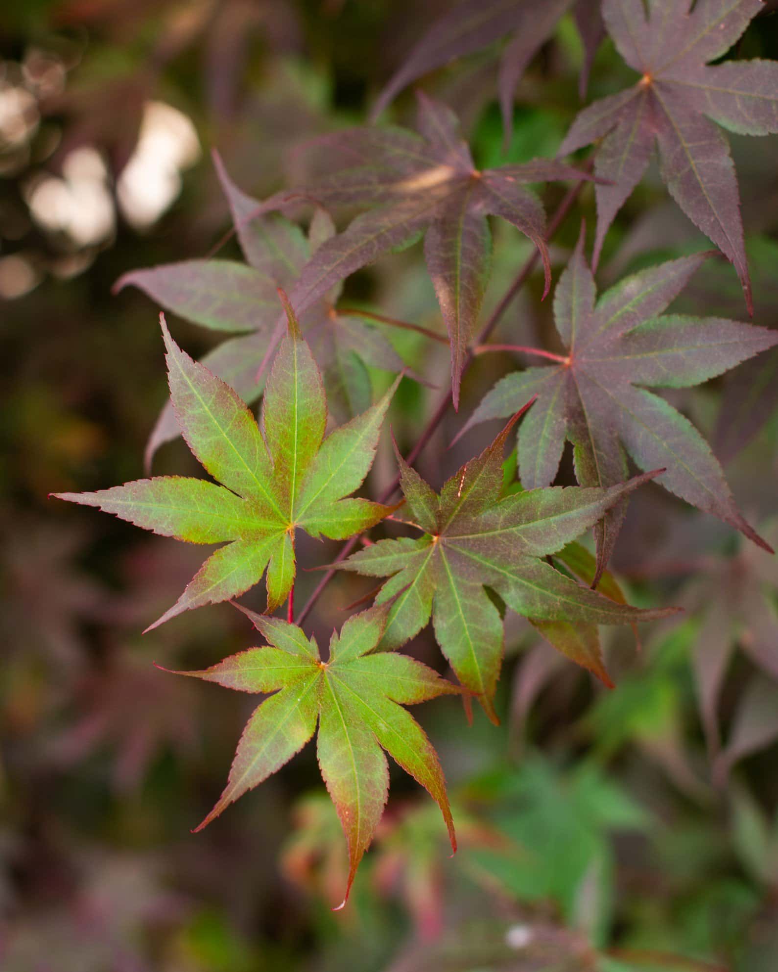 Bloodgood Japanese Maple - Image 2
