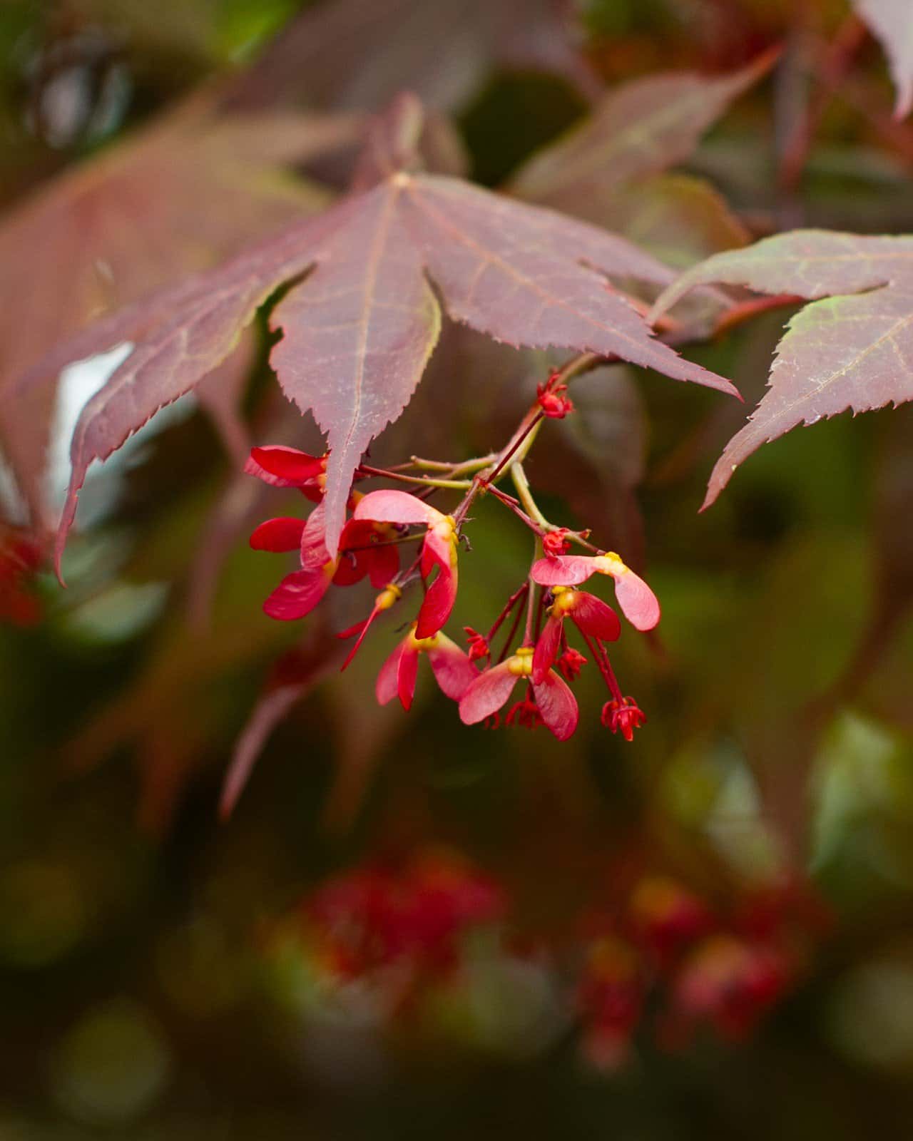 Bloodgood Japanese Maple - Image 3