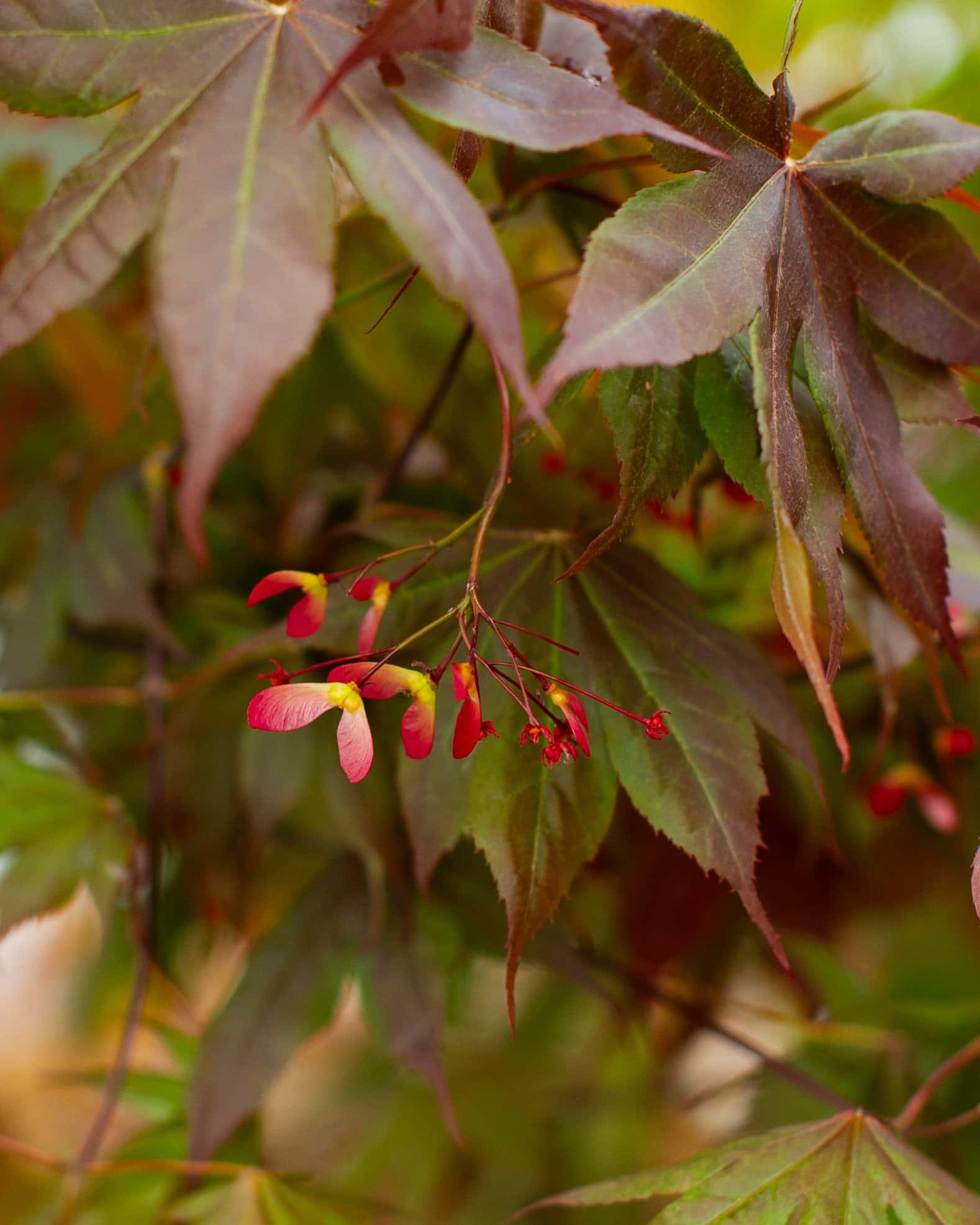 Bloodgood Japanese Maple - Image 4
