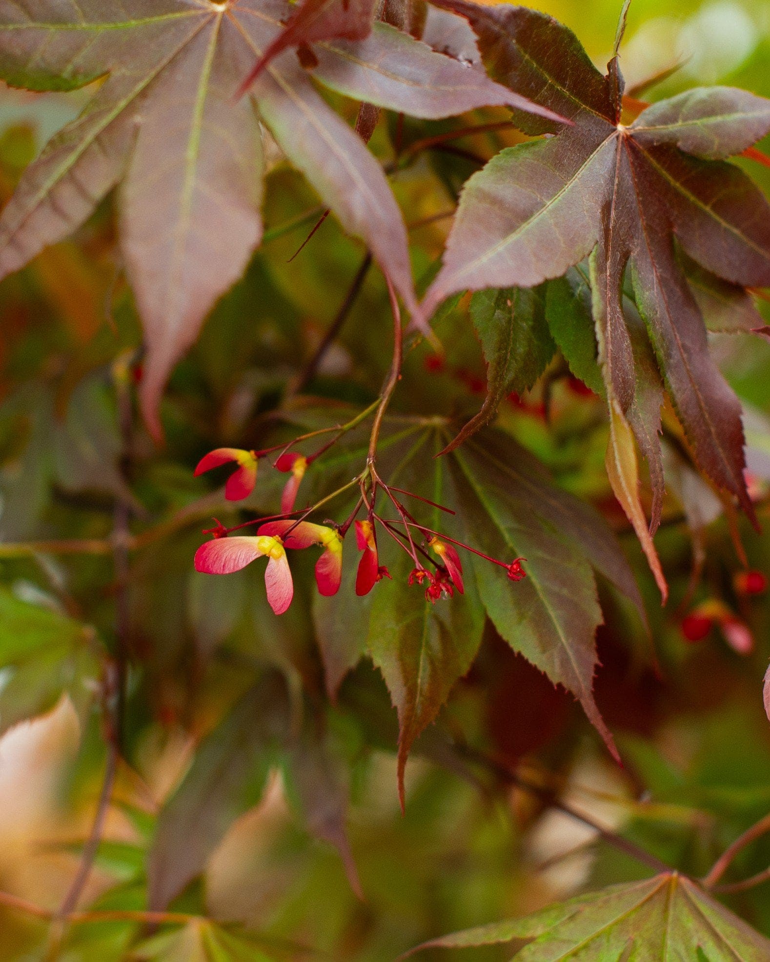 Bloodgood Japanese Maple - view 4
