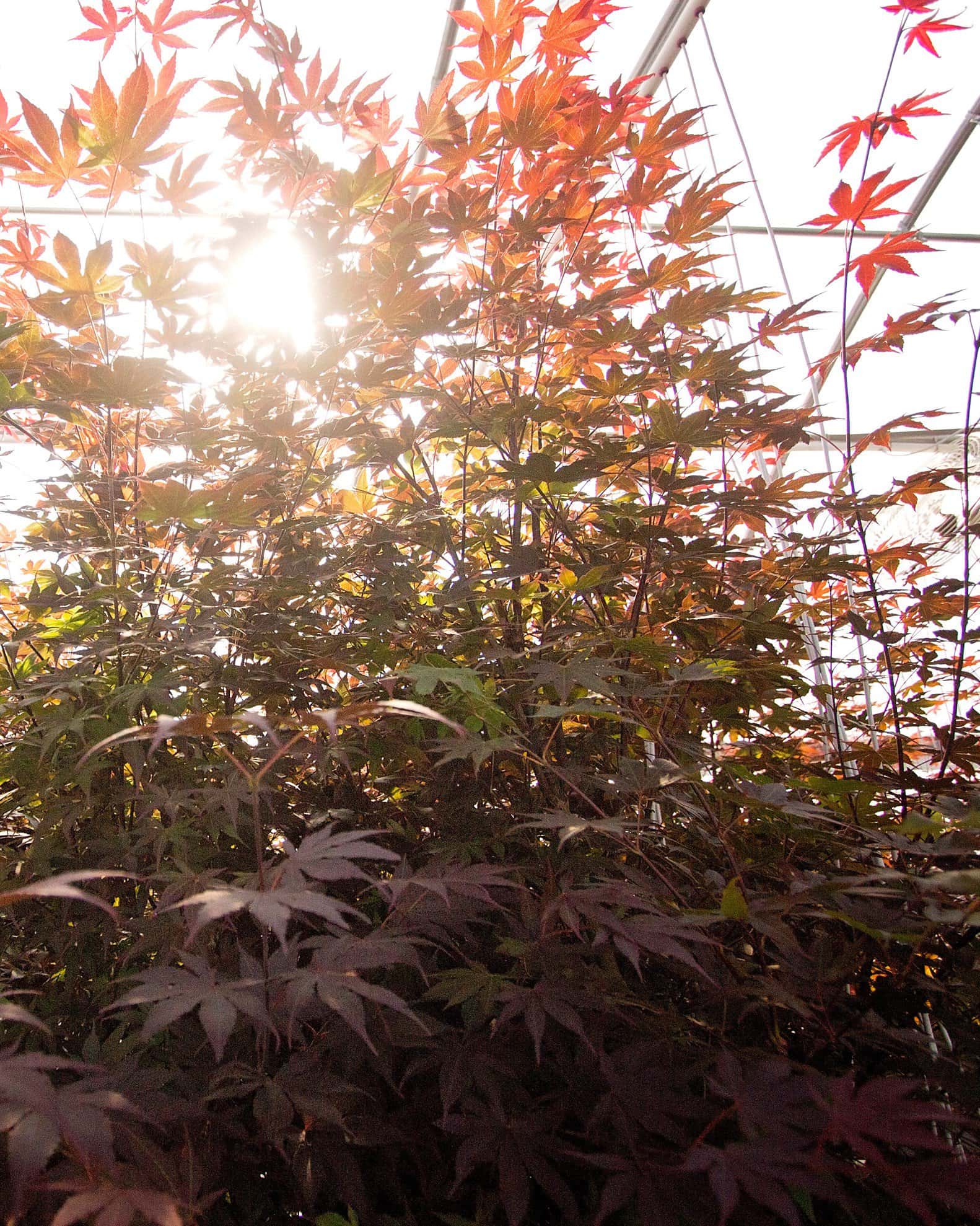 Bloodgood Japanese Maple - Image 6