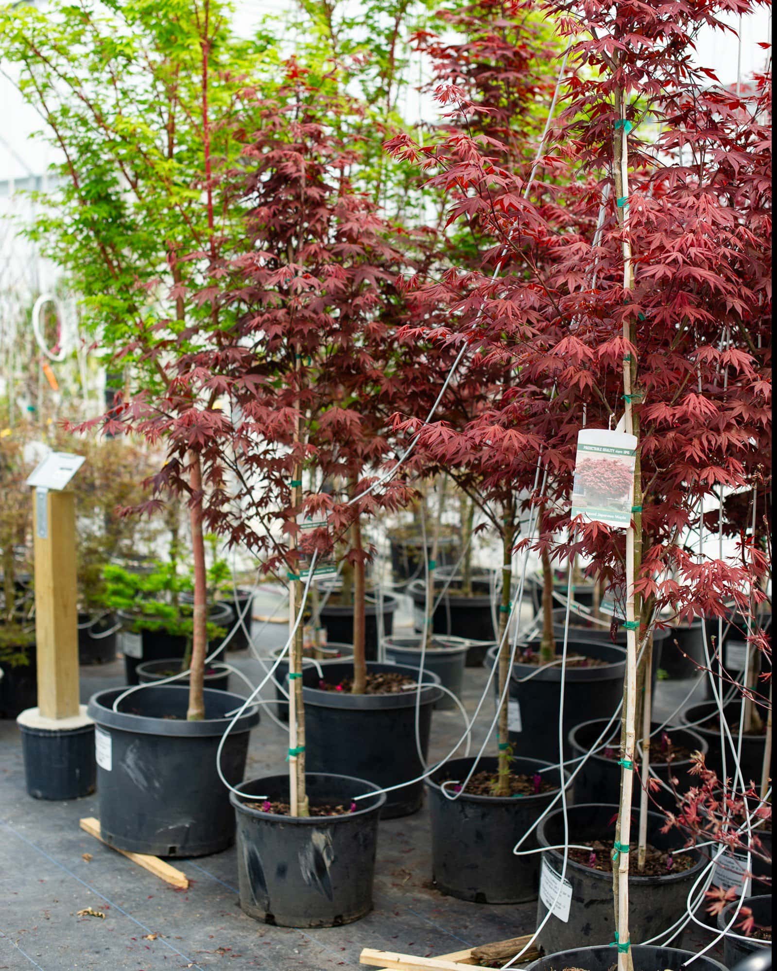 Bloodgood Japanese Maple - Image 5