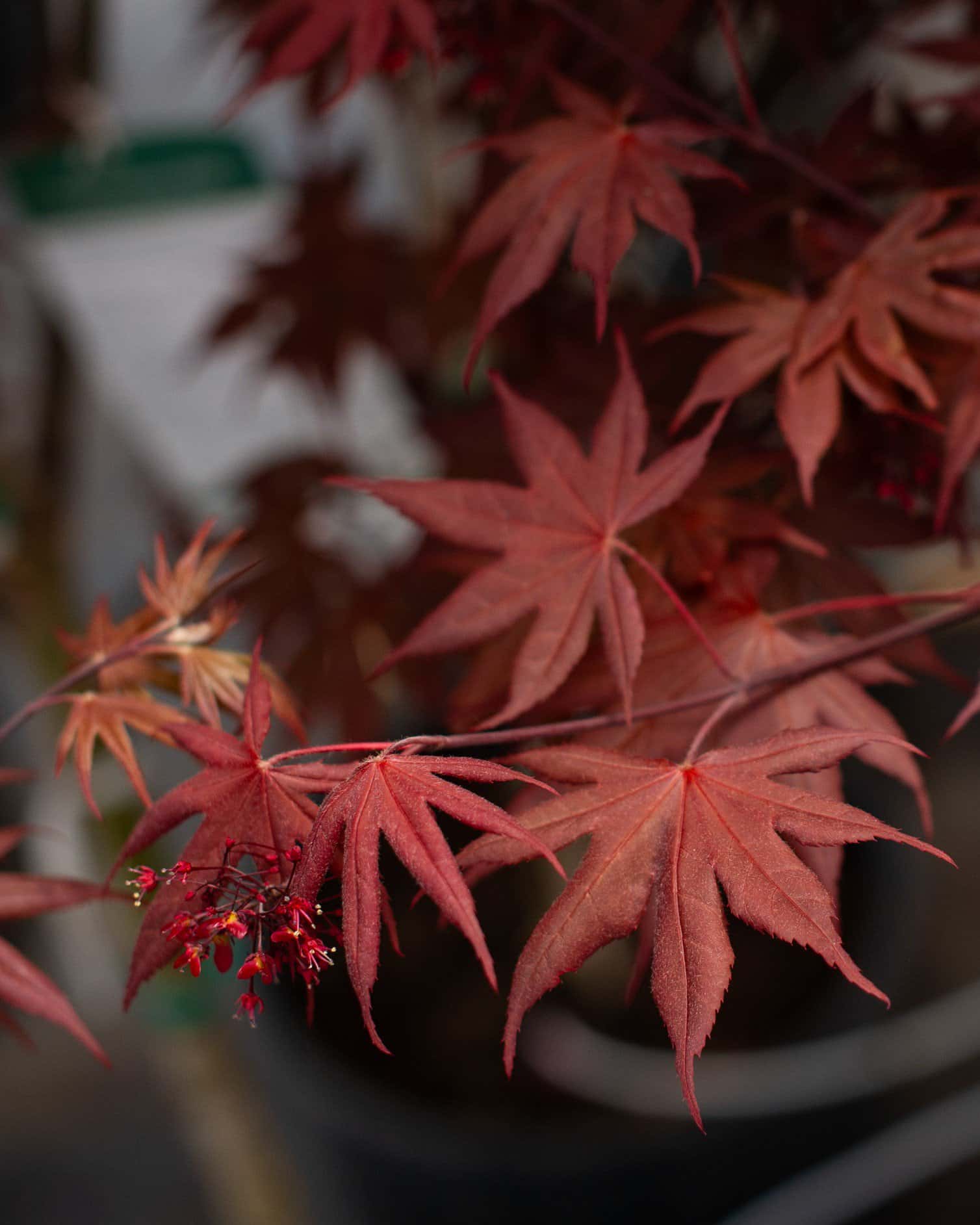 Bloodgood Japanese Maple - Image 7