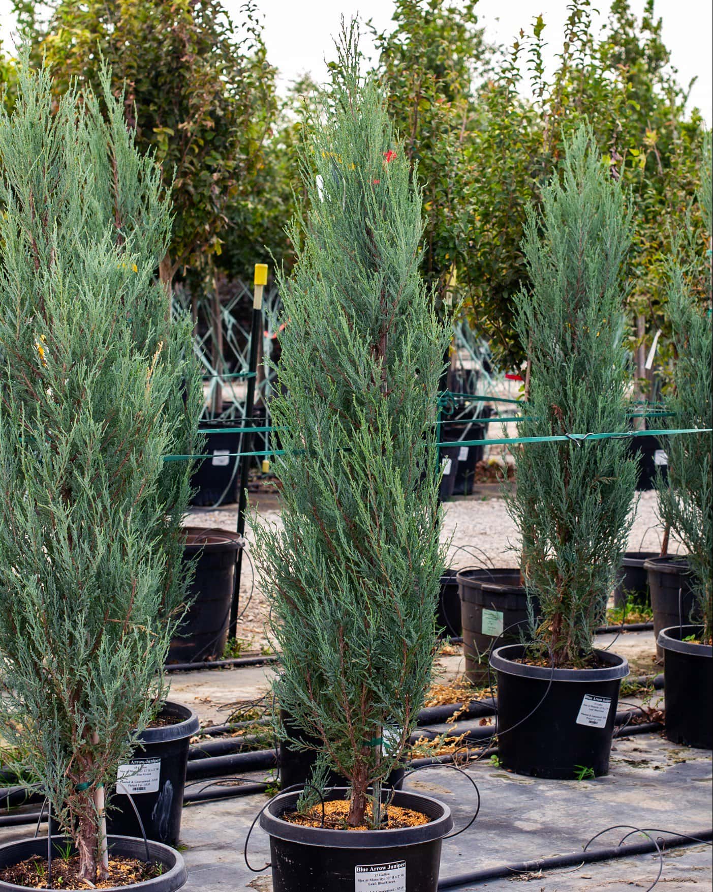Blue Arrow Juniper - Main Image