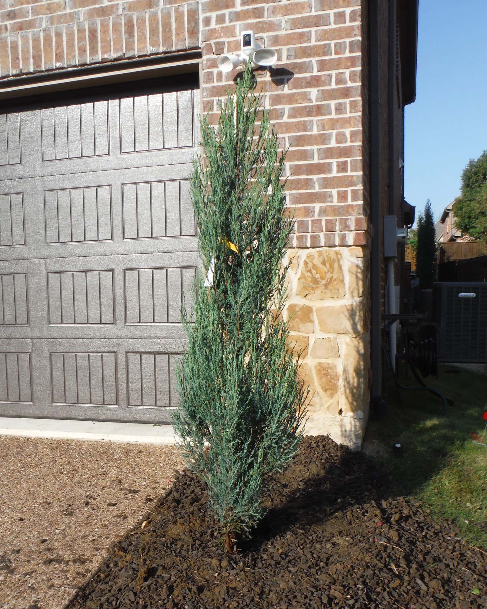 Blue Arrow Juniper - Image 1