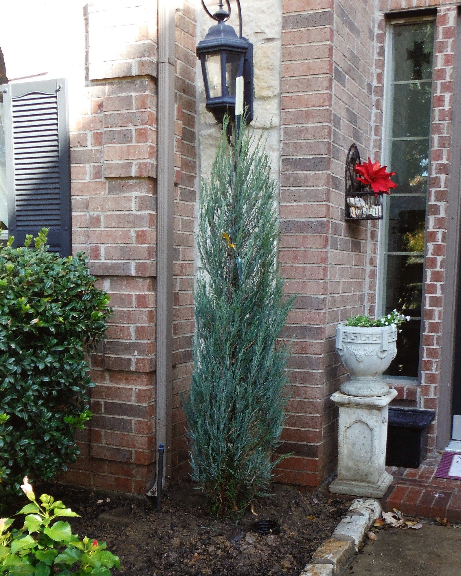 Blue Arrow Juniper - view 2