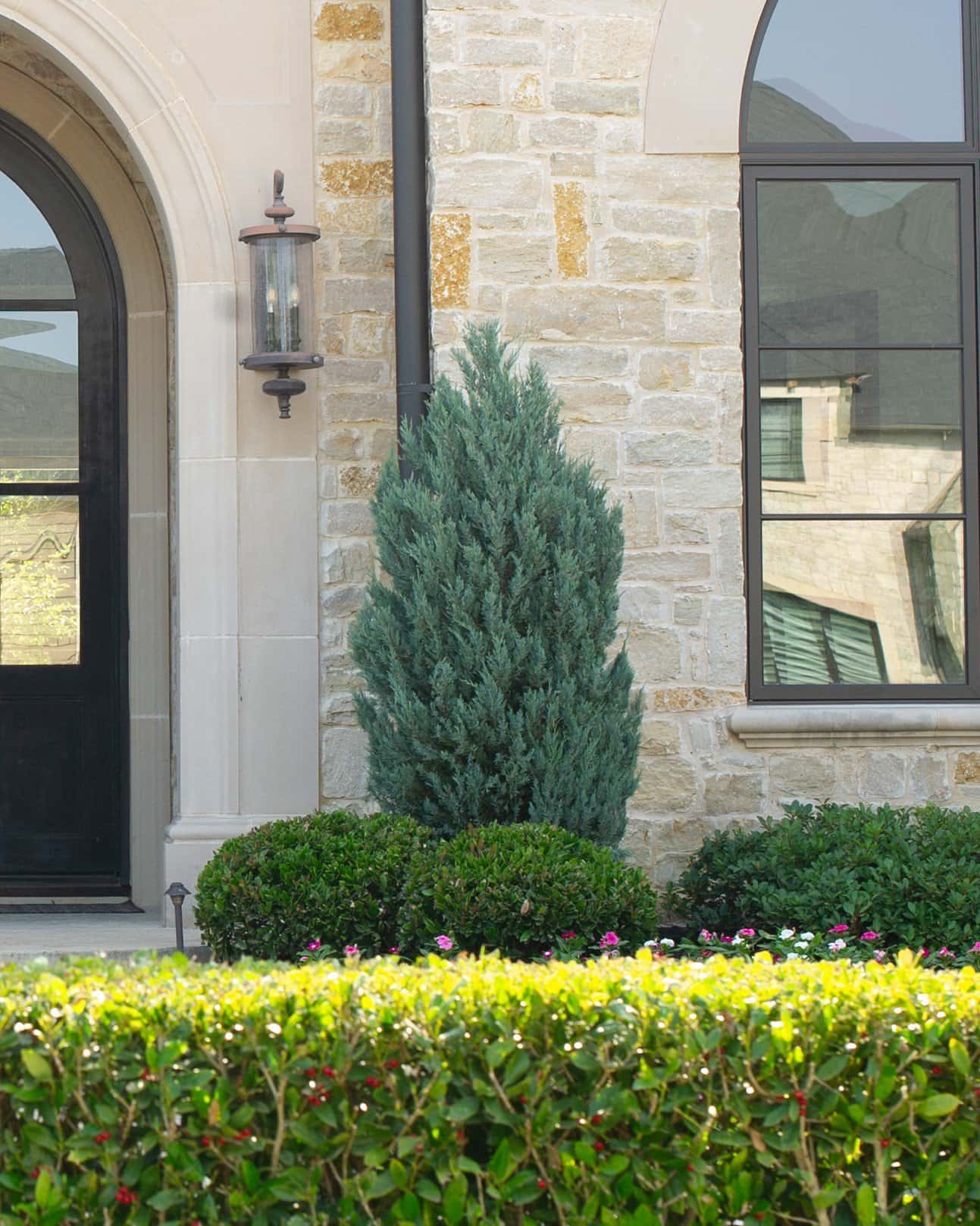 Blue Arrow Juniper - Image 3