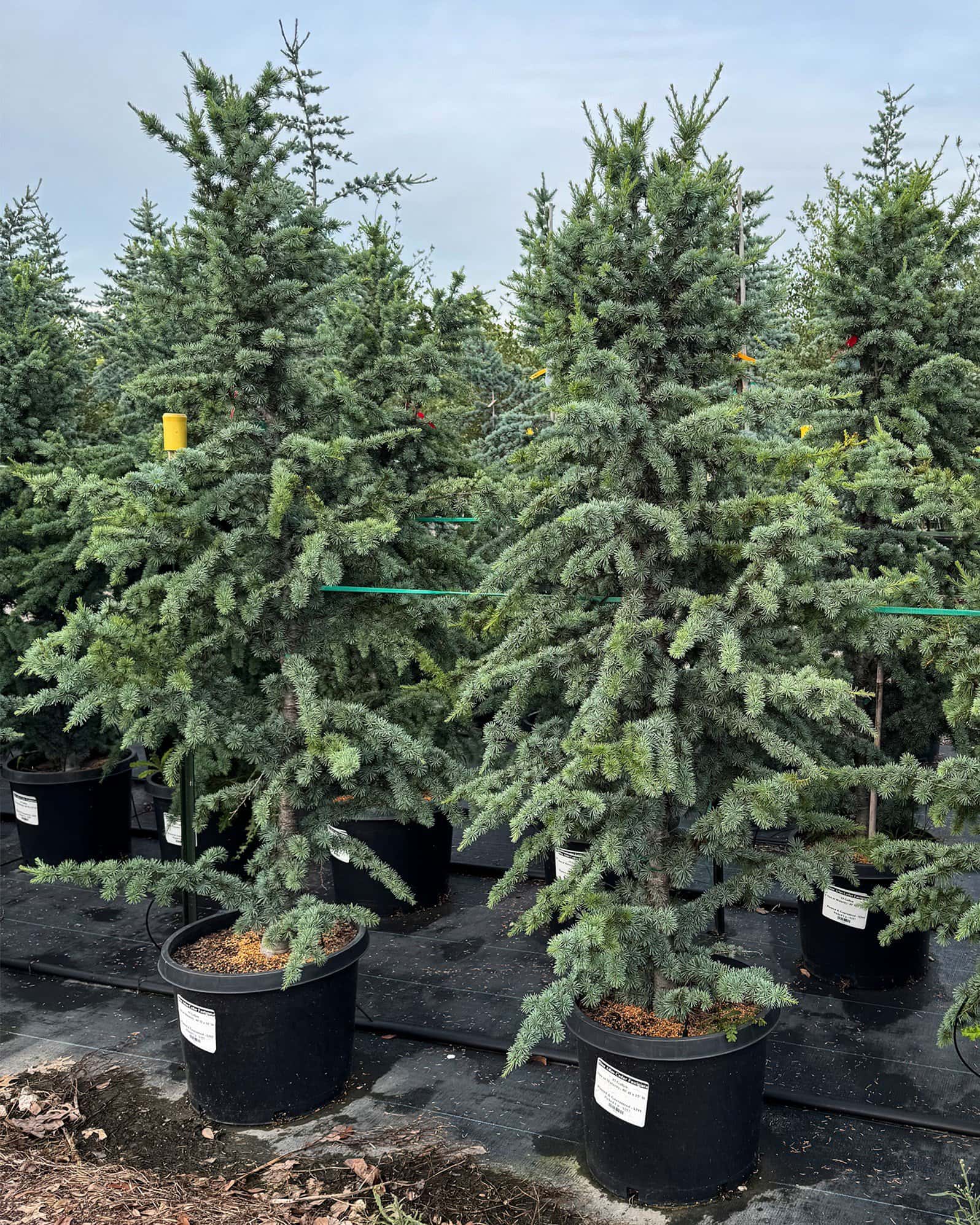 Blue Atlas Cedar Fastigiata - Main Image