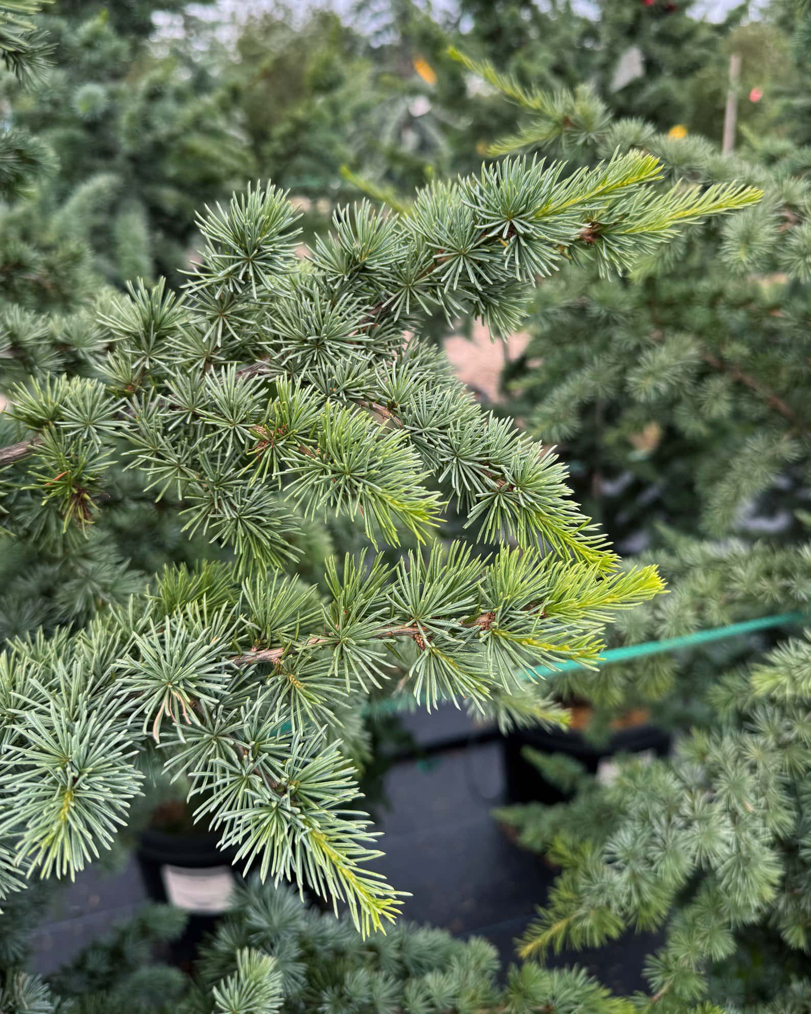 Blue Atlas Cedar Fastigiata - Image 2