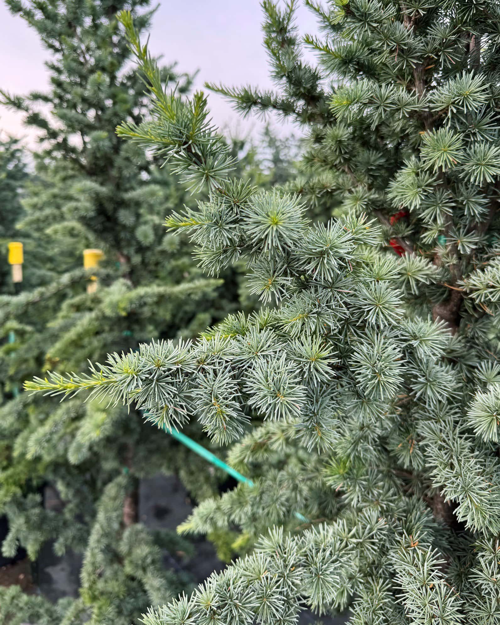 Blue Atlas Cedar Fastigiata - Image 3