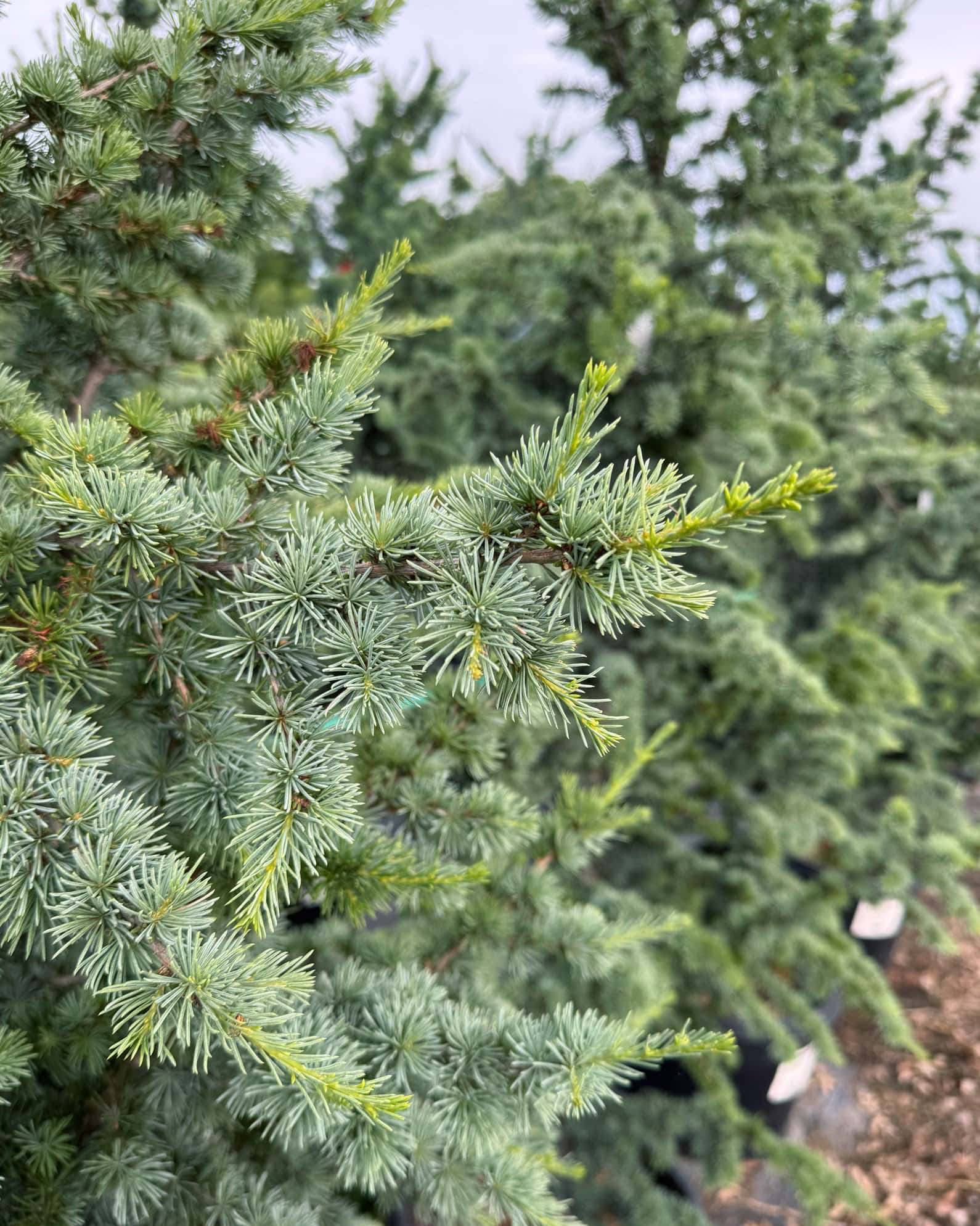 Blue Atlas Cedar Fastigiata - Image 4