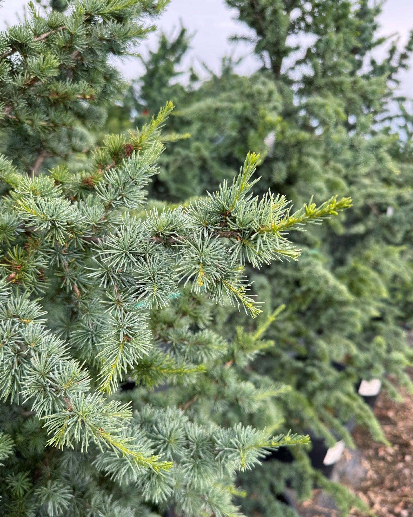 Blue Atlas Cedar Fastigiata - view 2