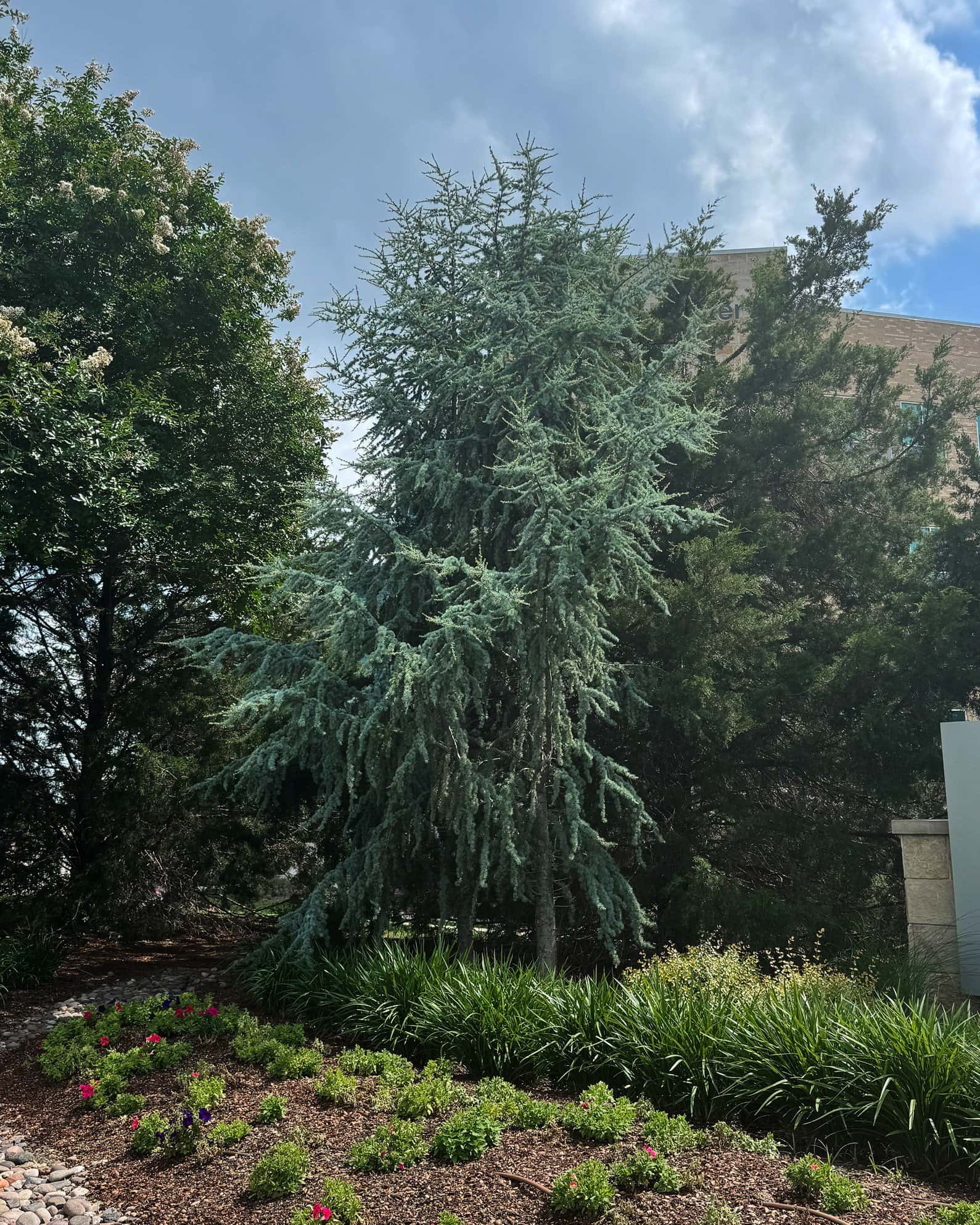 Blue Atlas Cedar Fastigiata - Image 1