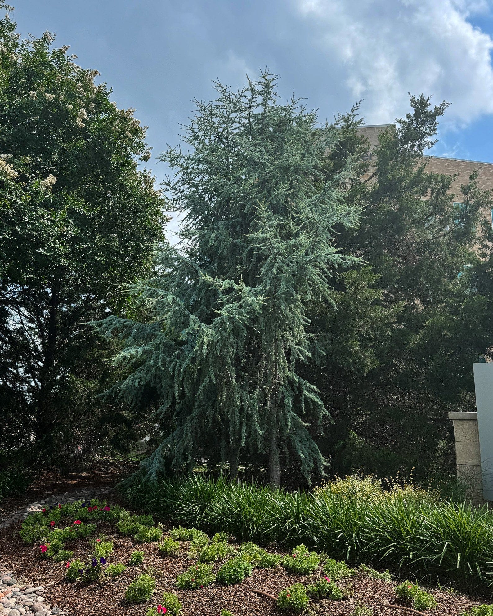 Blue Atlas Cedar Fastigiata - view 3