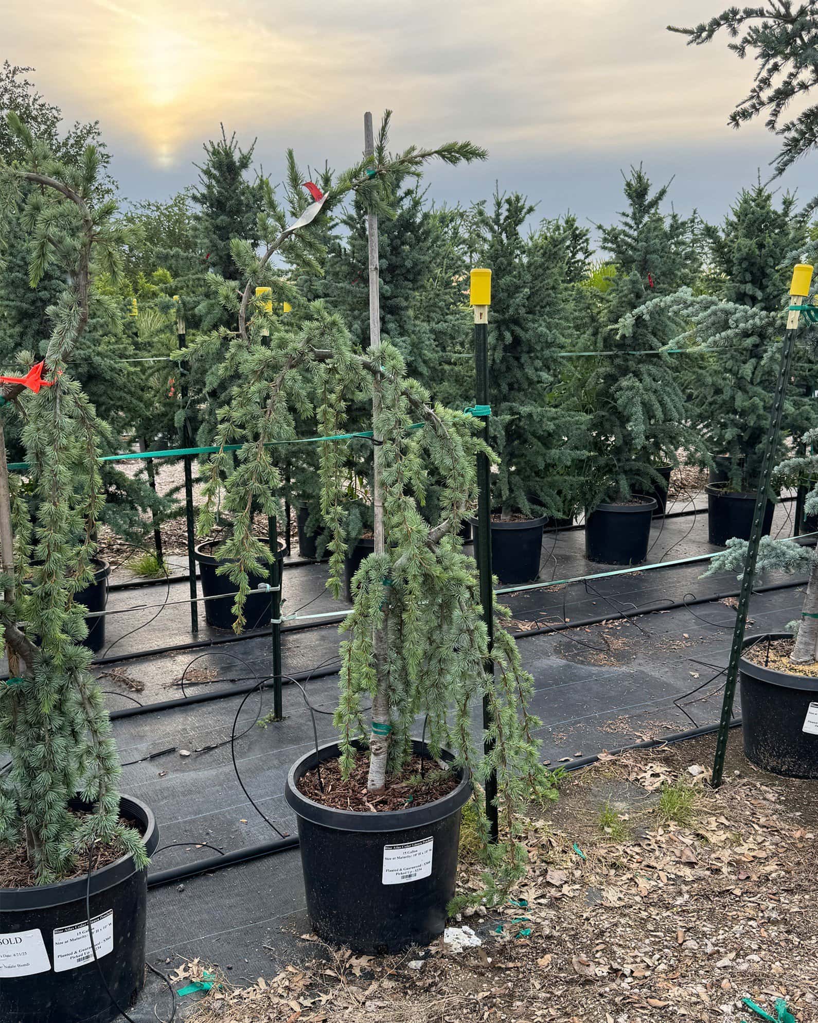 Blue Atlas Cedar Glauca Pendula - Image 1
