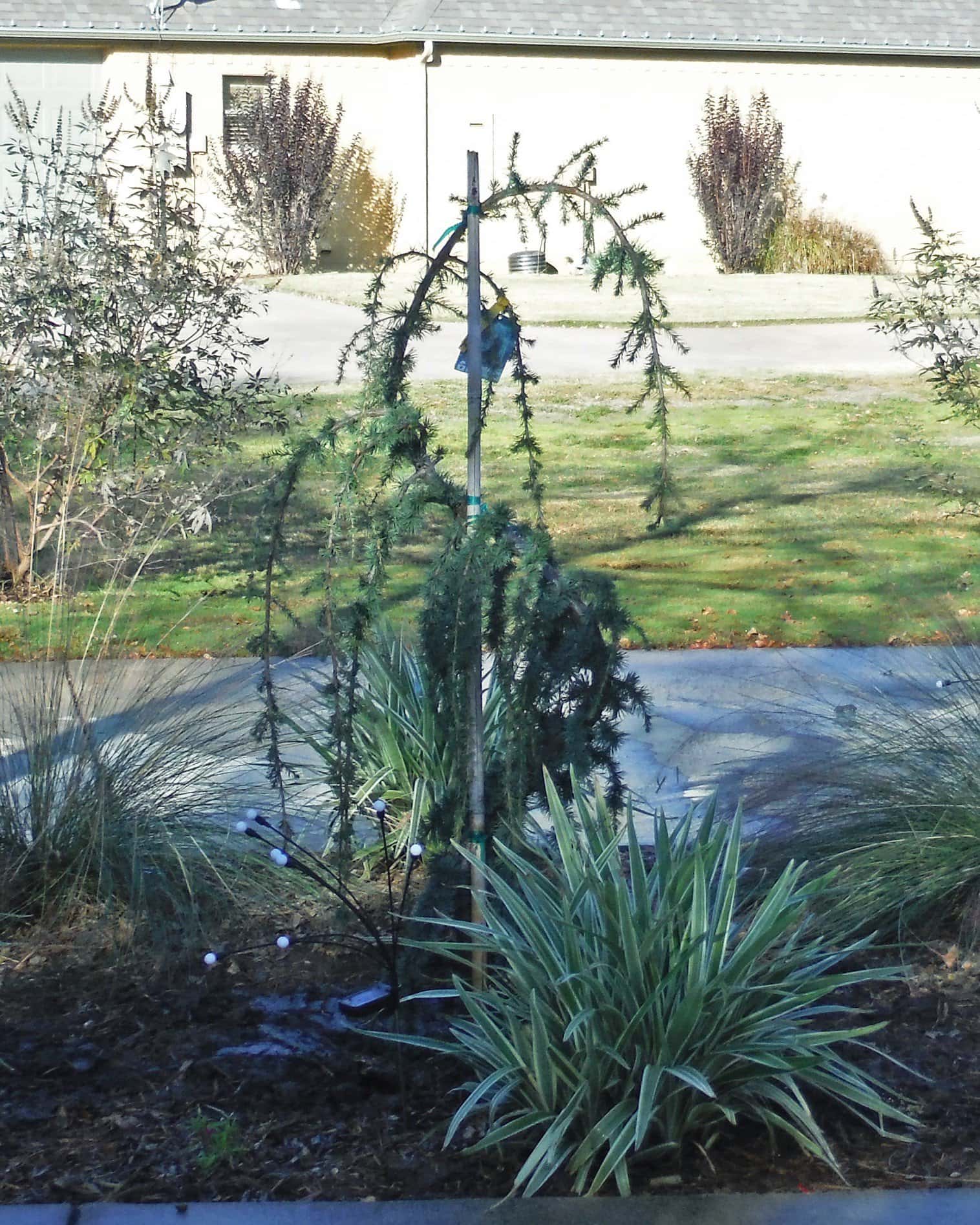 Blue Atlas Cedar Glauca Pendula - Image 2