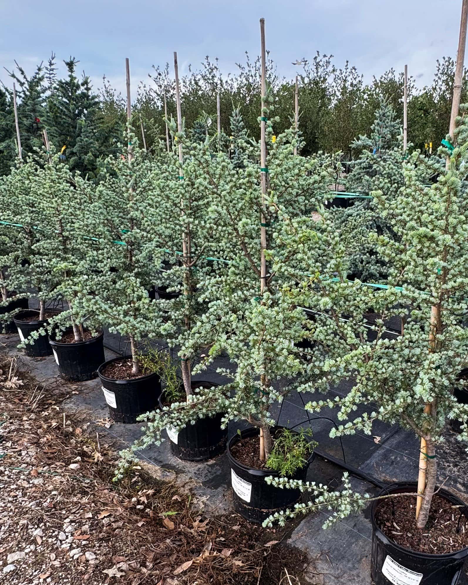 Blue Atlas Cedar Horstmann - Image 2