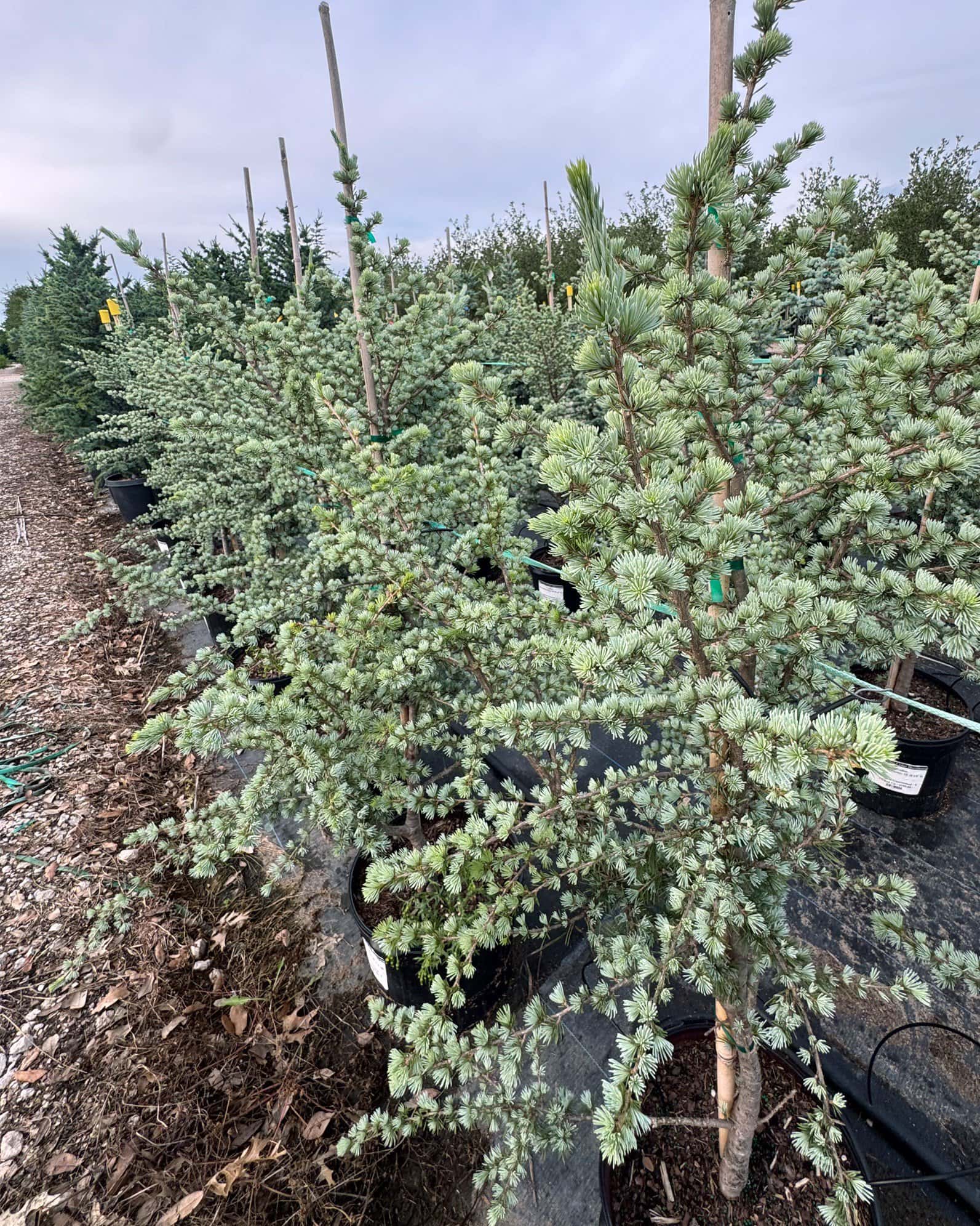 Blue Atlas Cedar Horstmann - Image 3