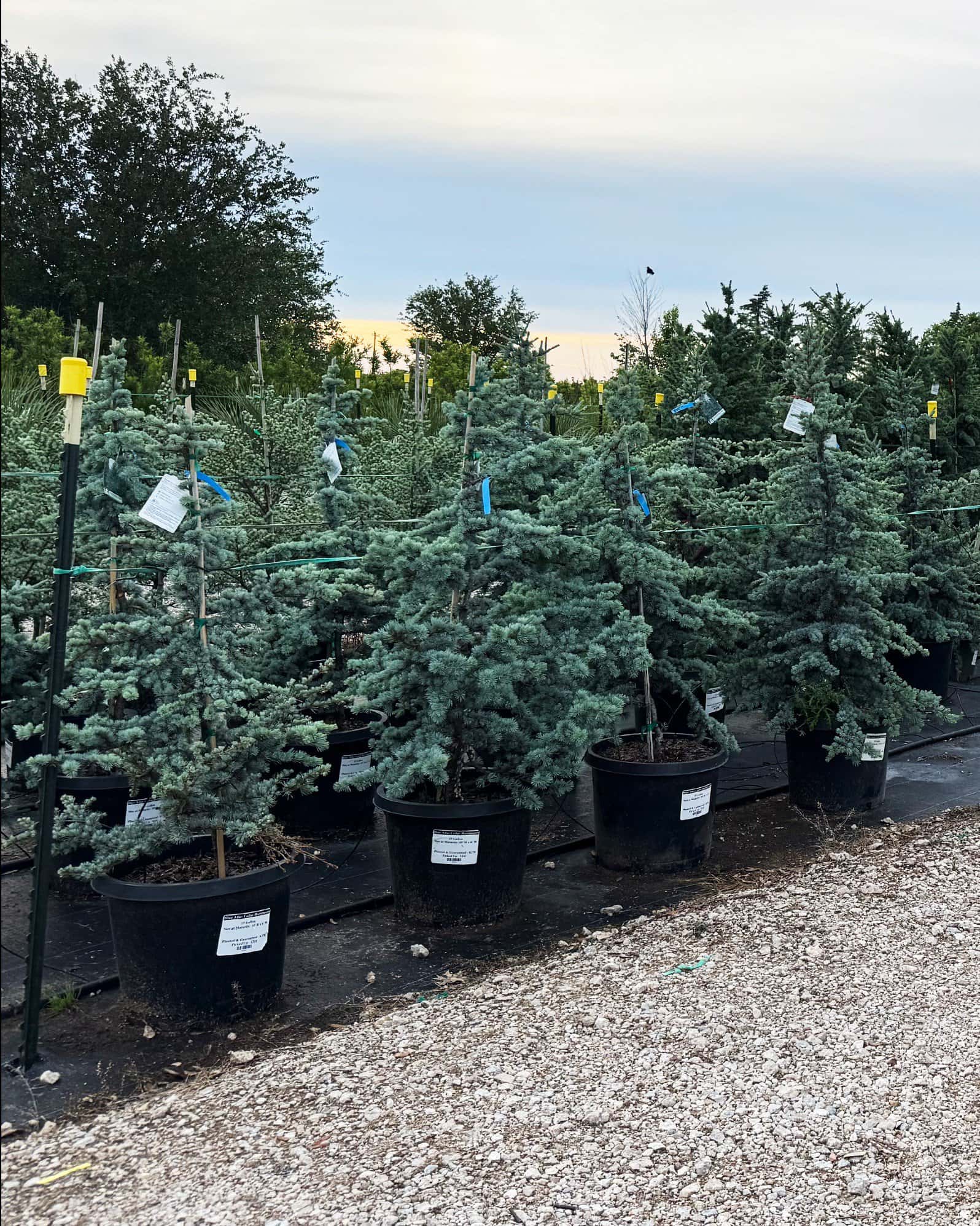 Blue Atlas Cedar Horstmann - Image 4