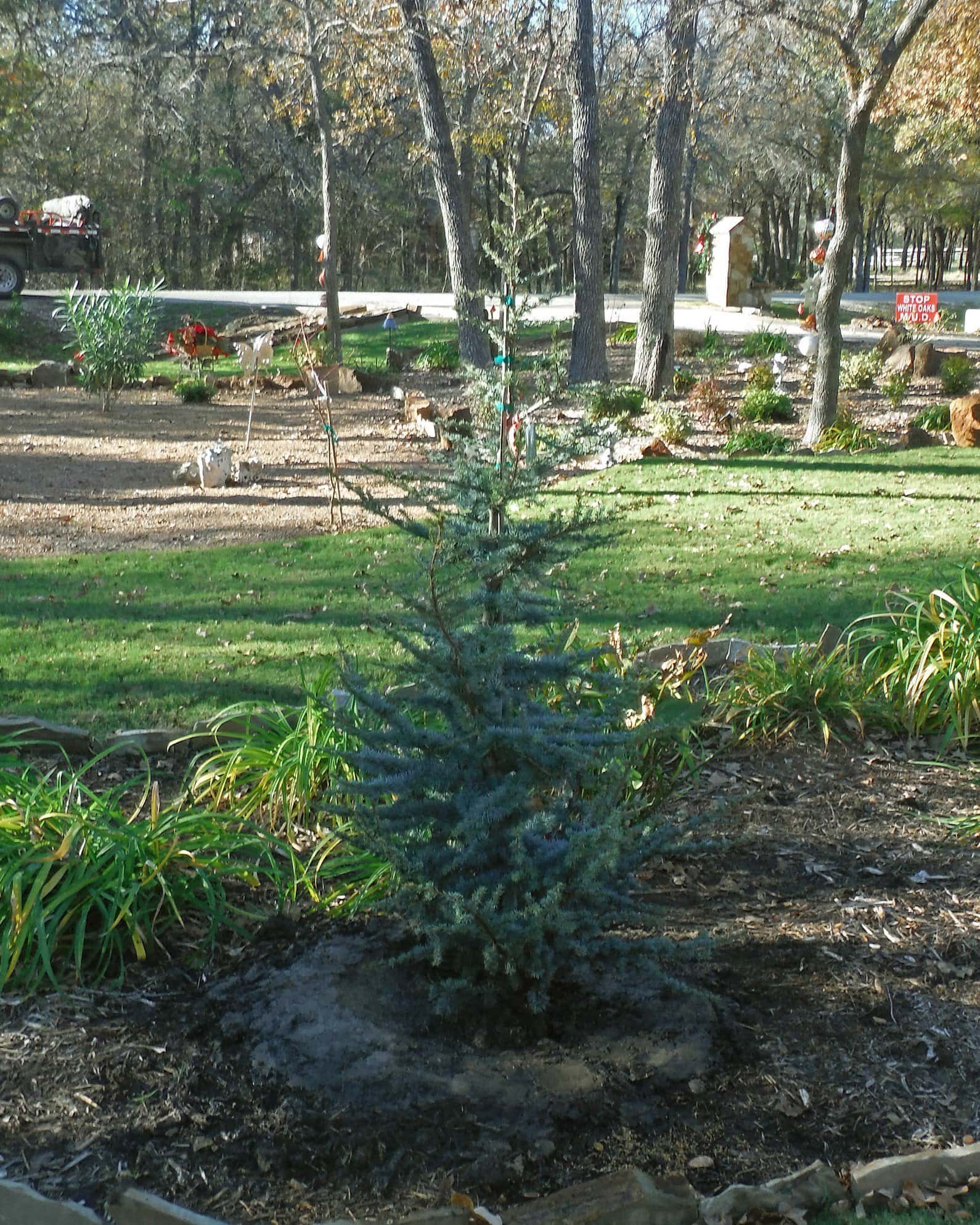 Blue Atlas Cedar Horstmann - Image 5