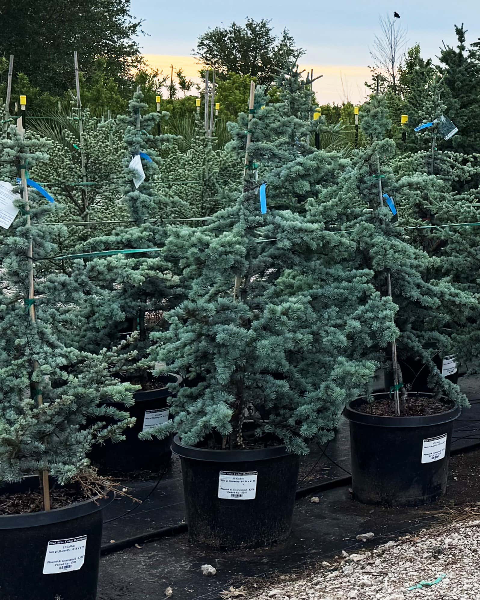 Blue Atlas Cedar Horstmann - Image 6