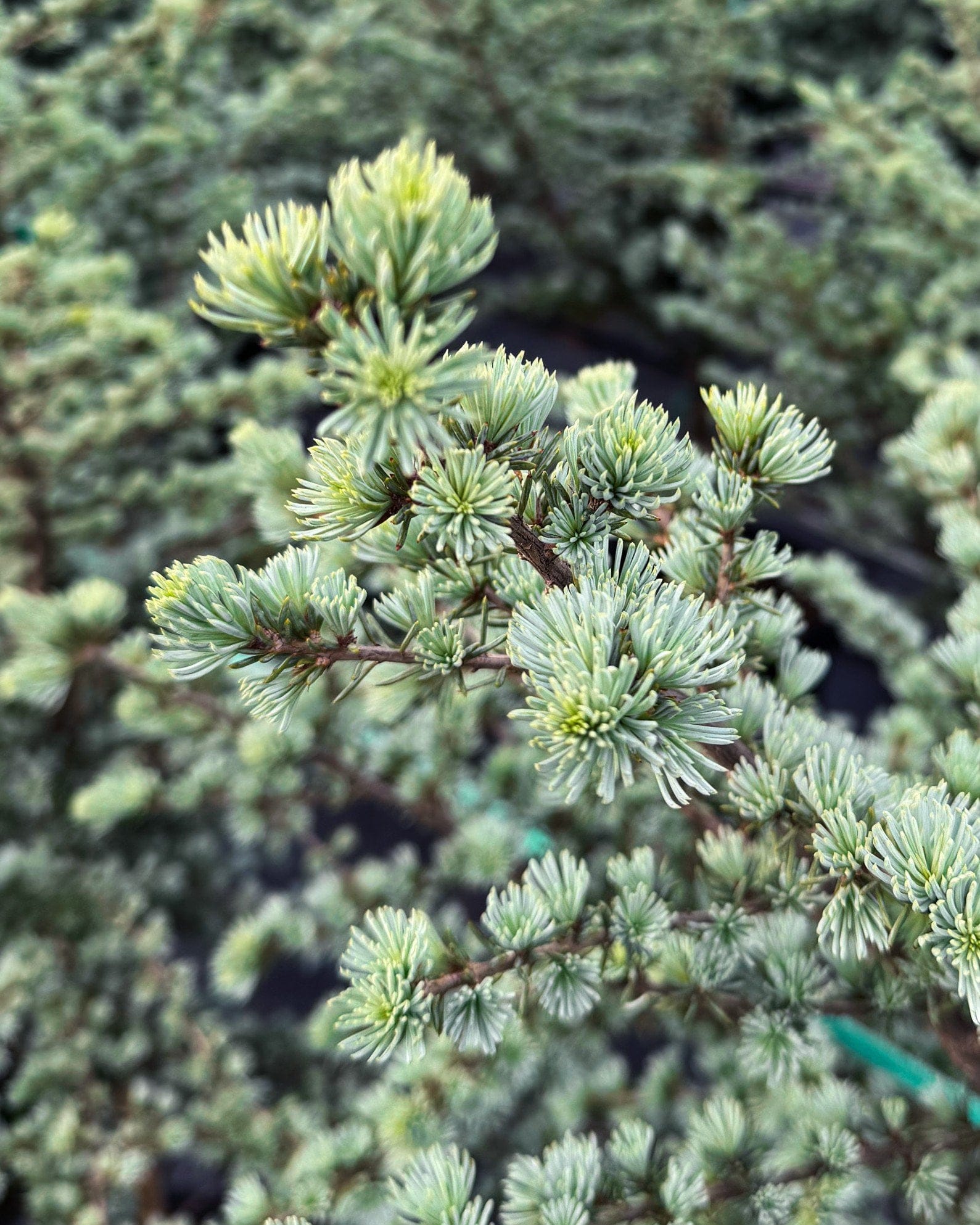 Blue Atlas Cedar Horstmann - view 2