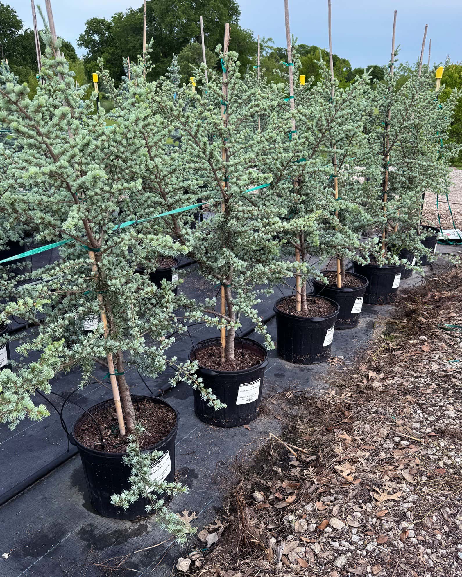 Blue Atlas Cedar Horstmann - Image 1