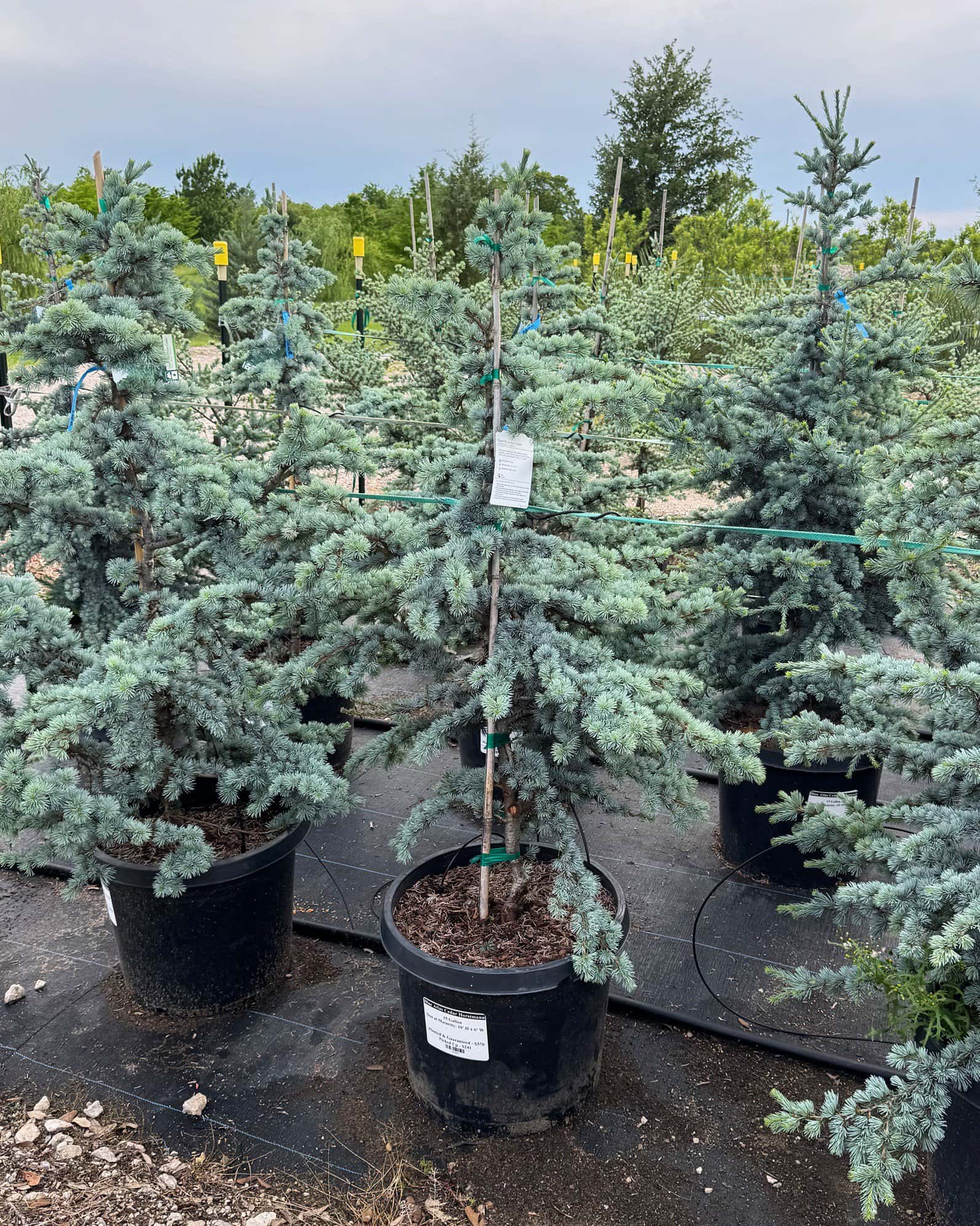 Blue Atlas Cedar Horstmann - Main Image