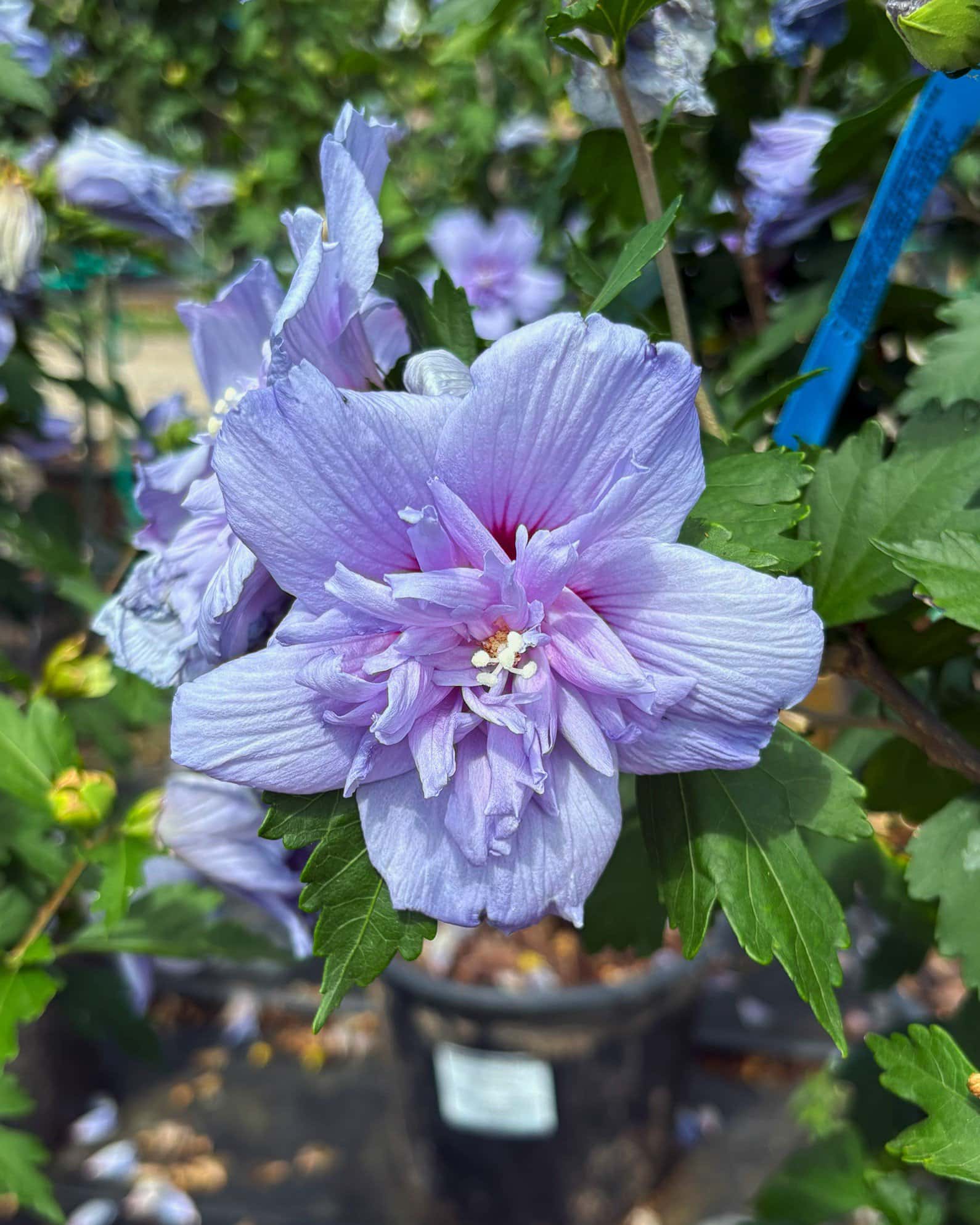 Blue Chiffon Althea Tree Form - Image 1