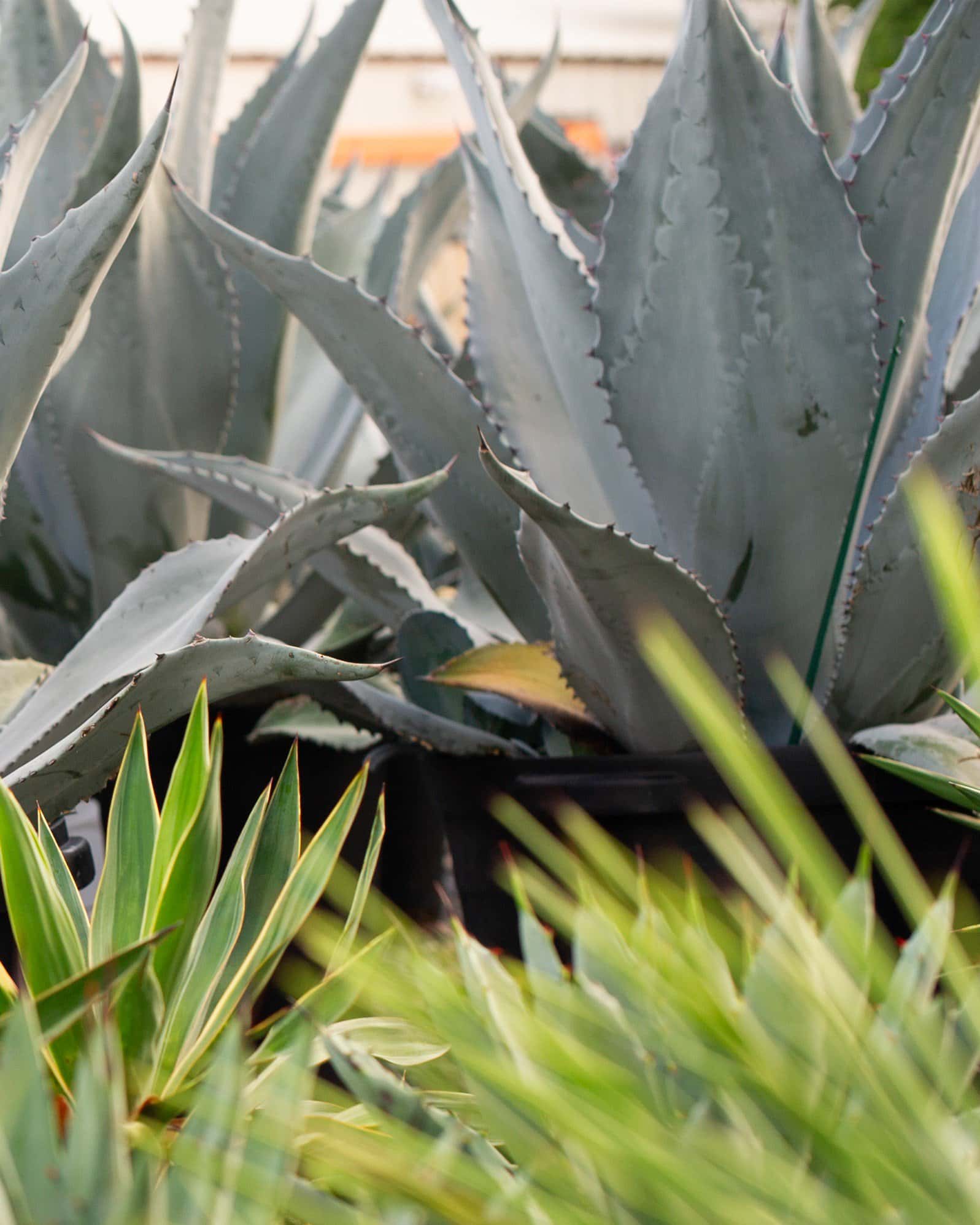 Blue Rough Leaf Agave - Image 1