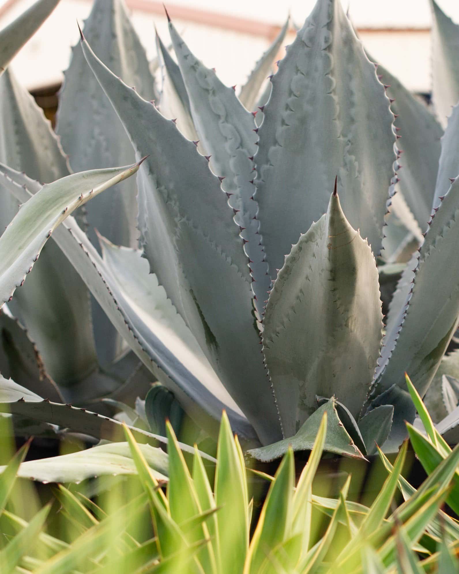 Blue Rough Leaf Agave - Image 2