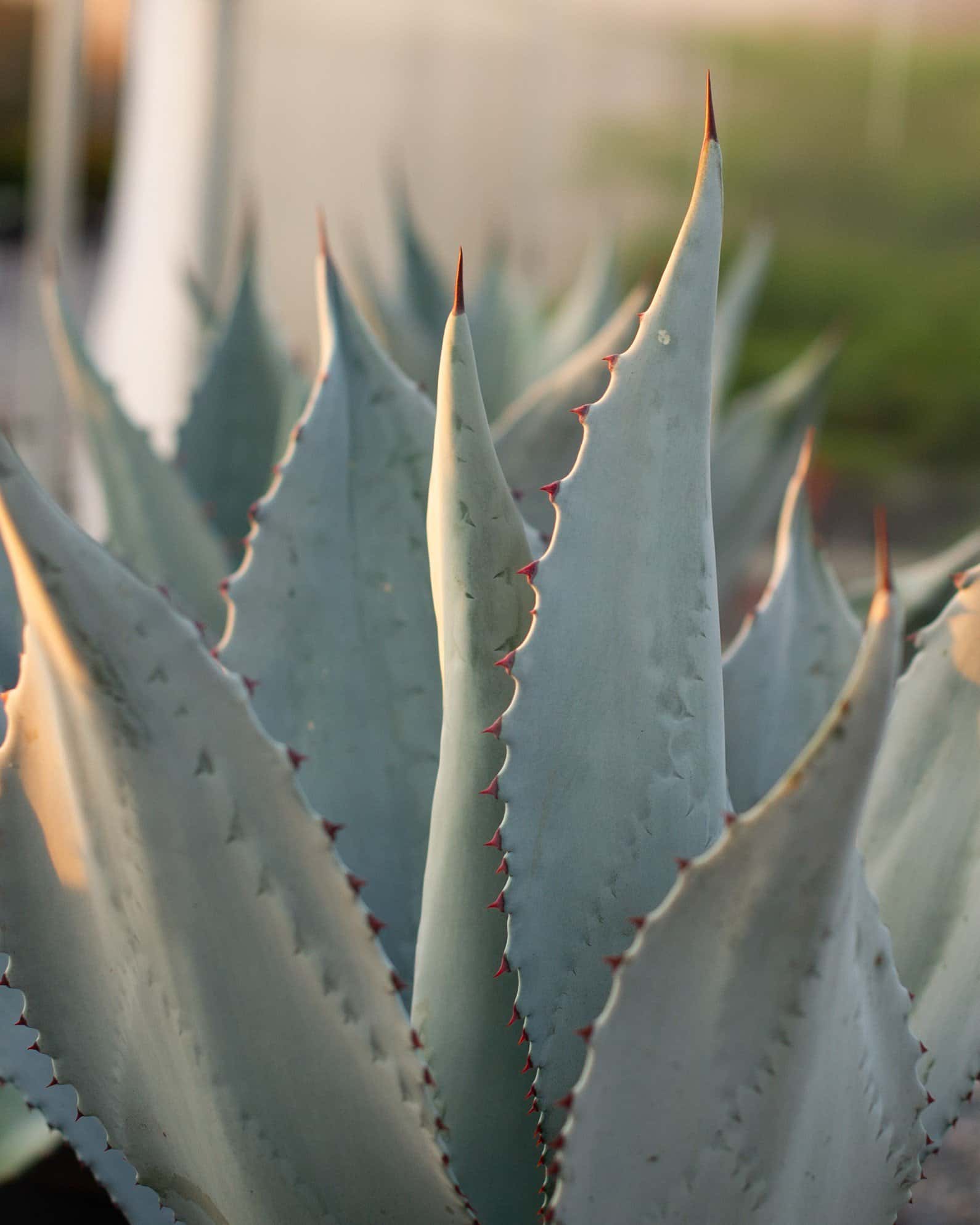 Blue Rough Leaf Agave - Image 4